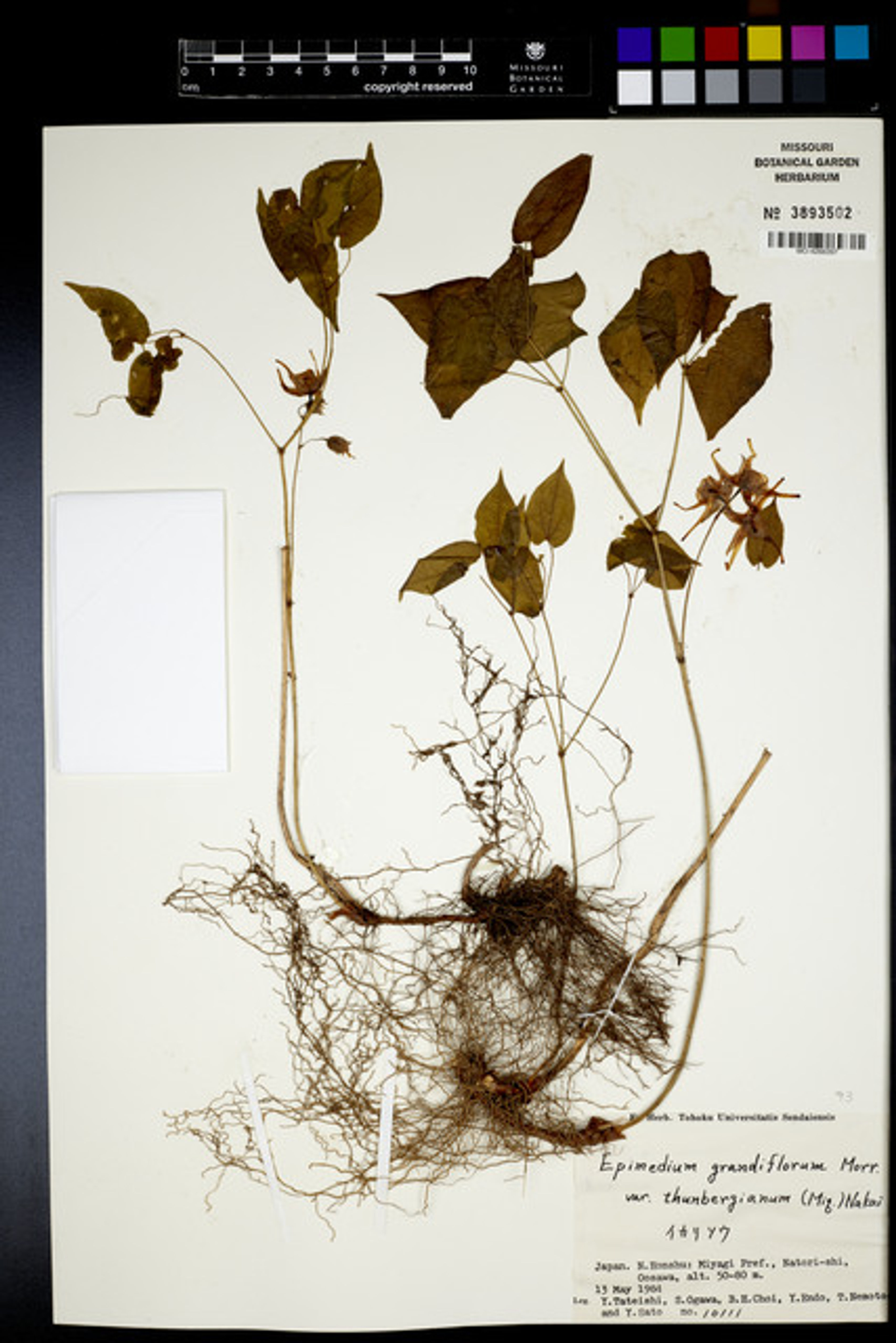 Epimedium grandiflorum - 32