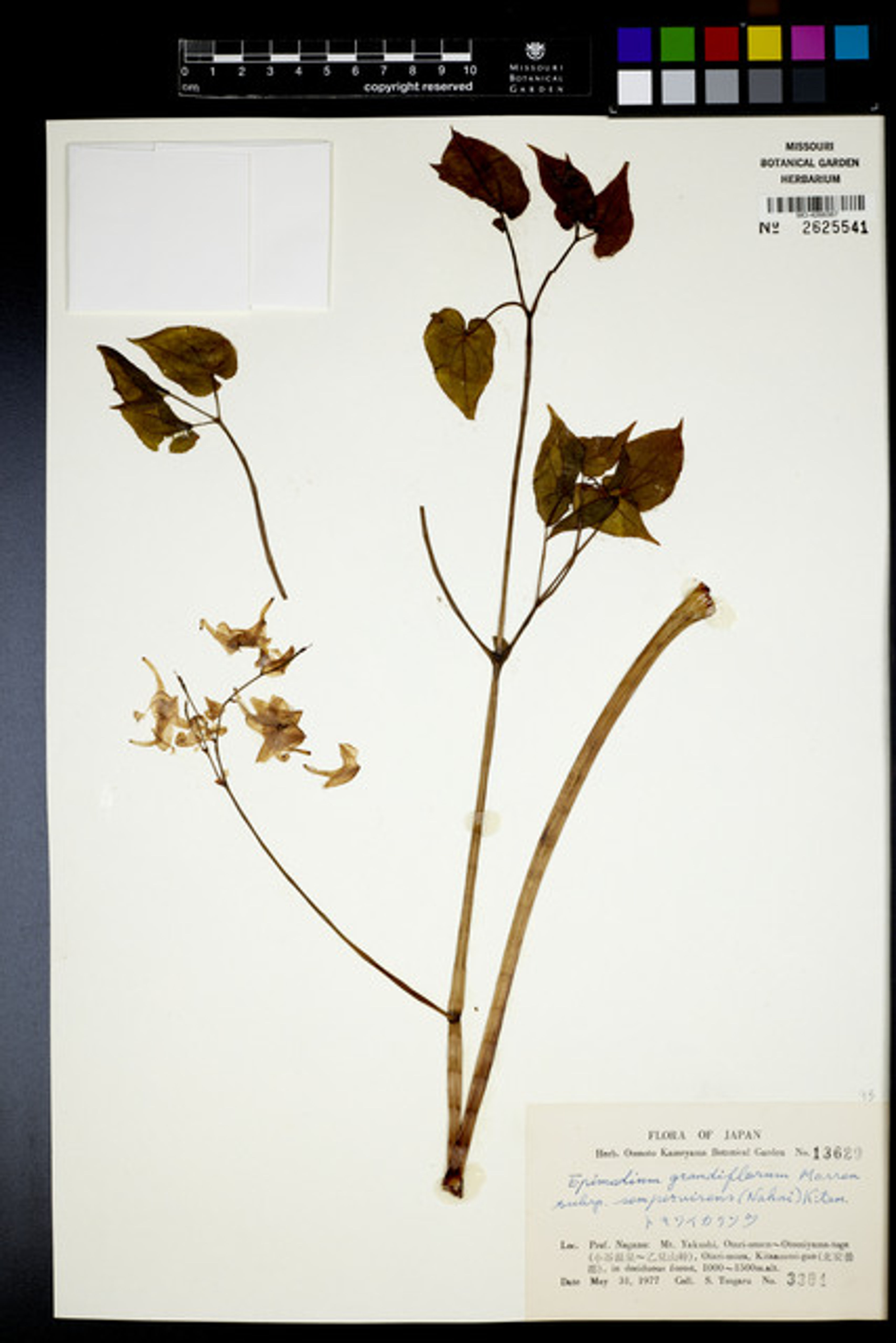 Epimedium grandiflorum - 102