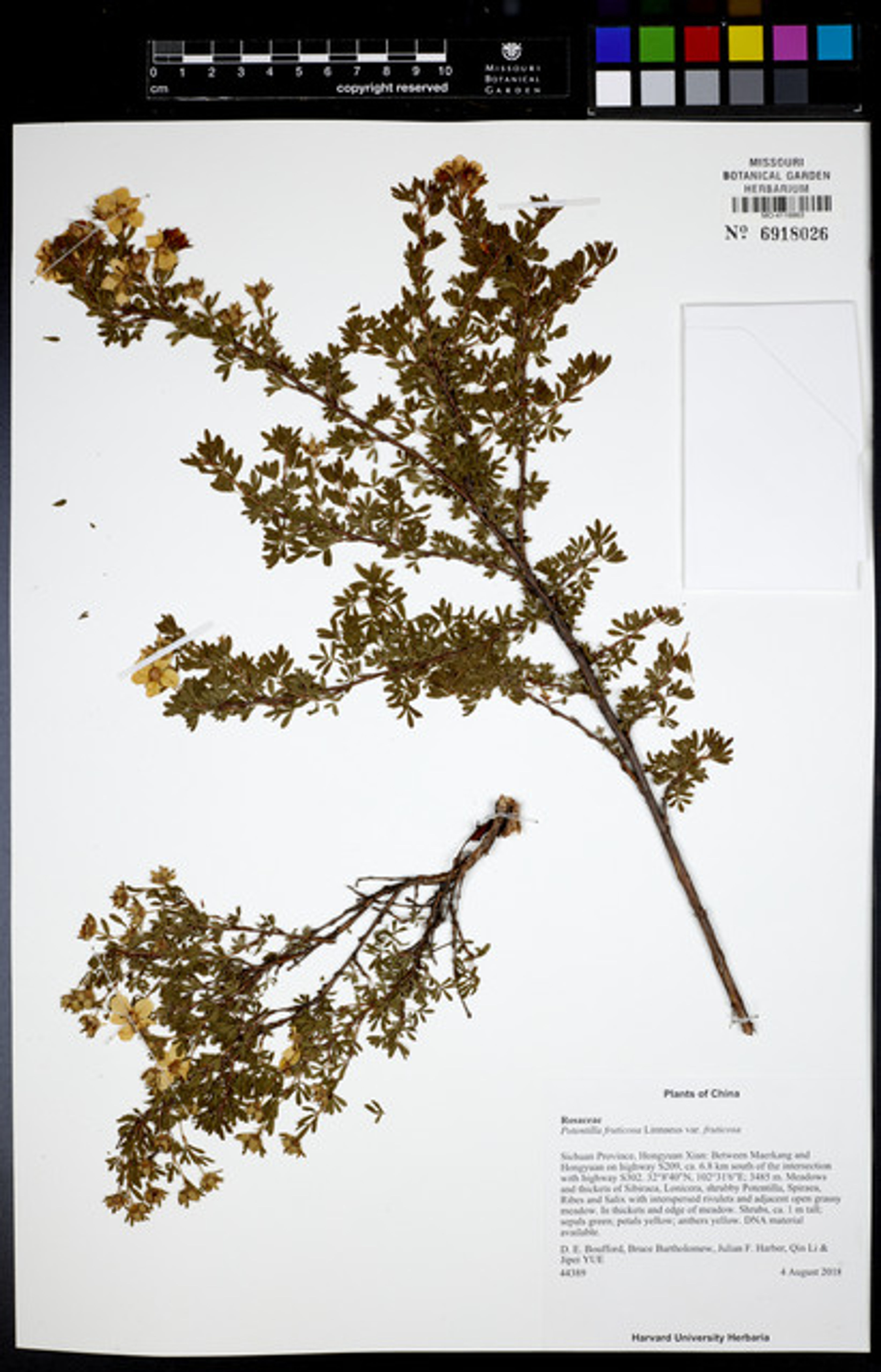 Potentilla fruticosa - 43