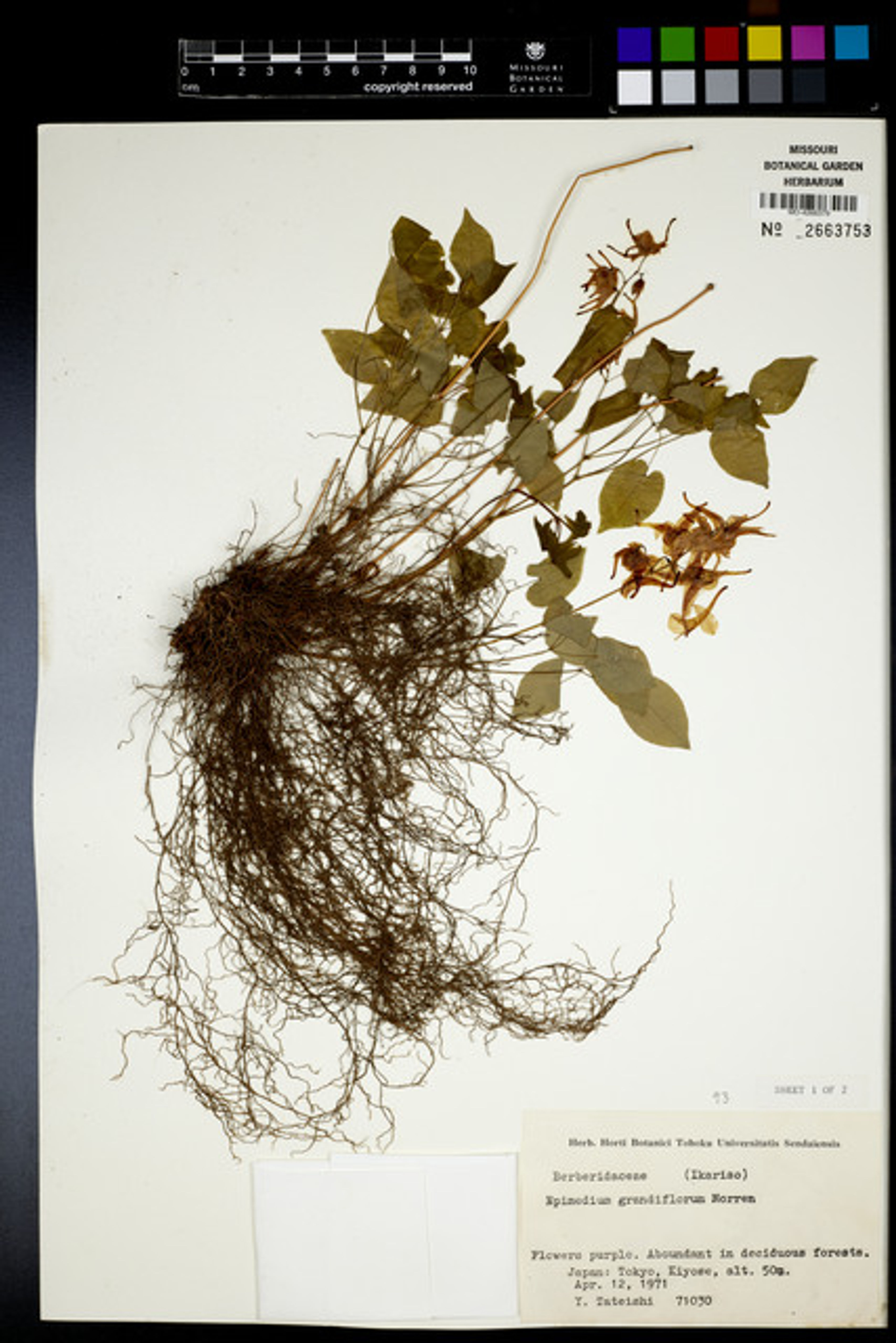 Epimedium grandiflorum - 112