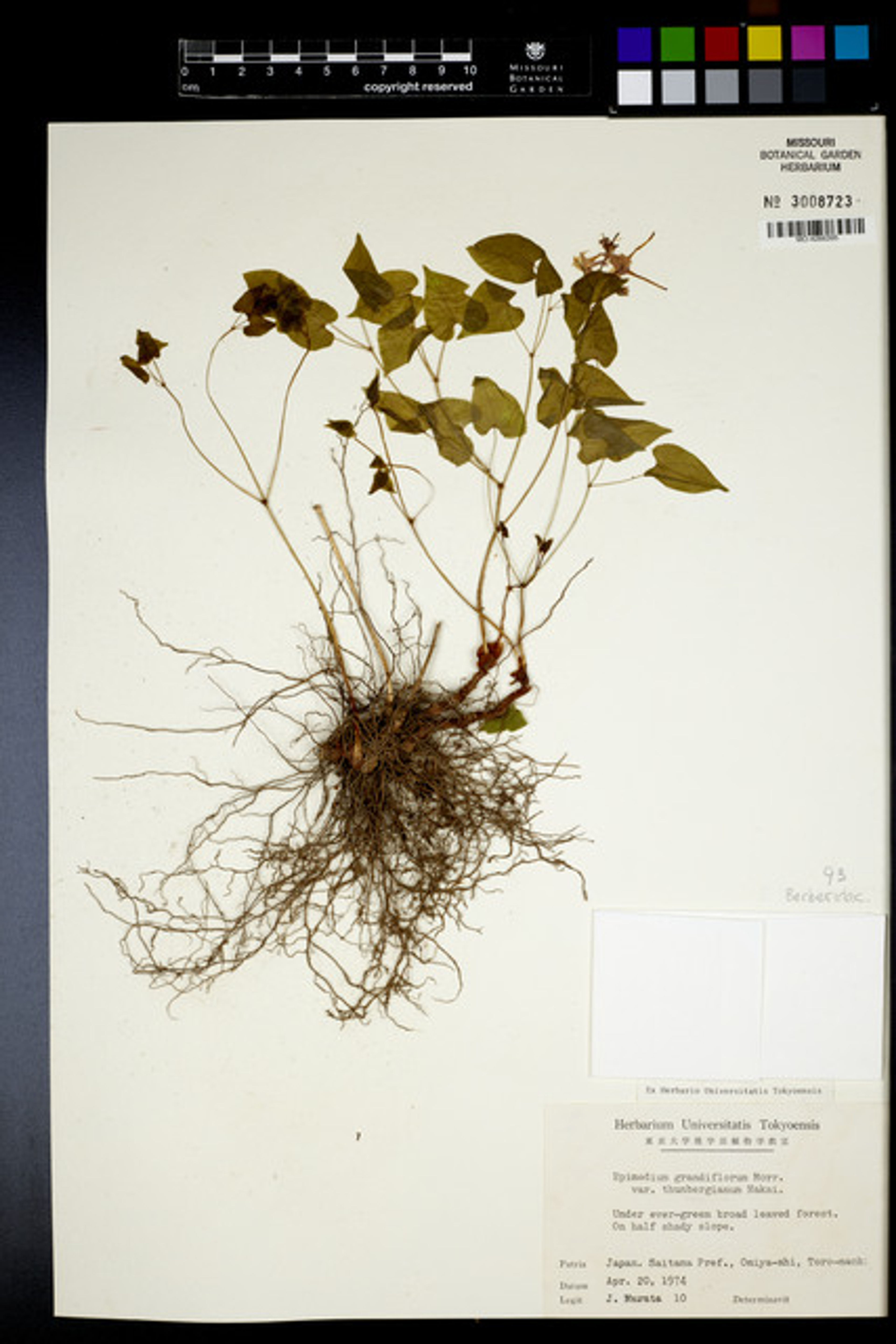 Epimedium grandiflorum - 75