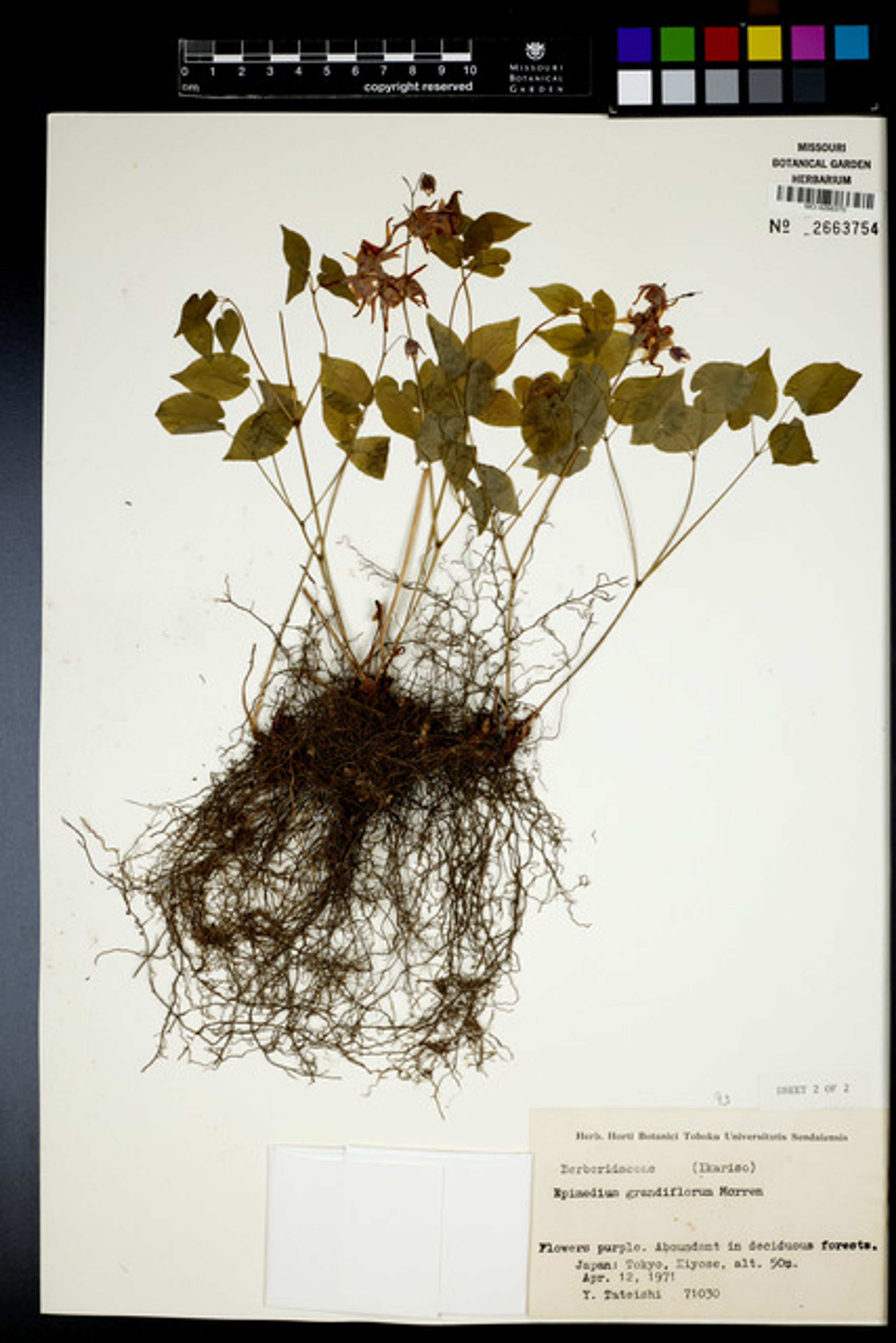 Epimedium grandiflorum - 70