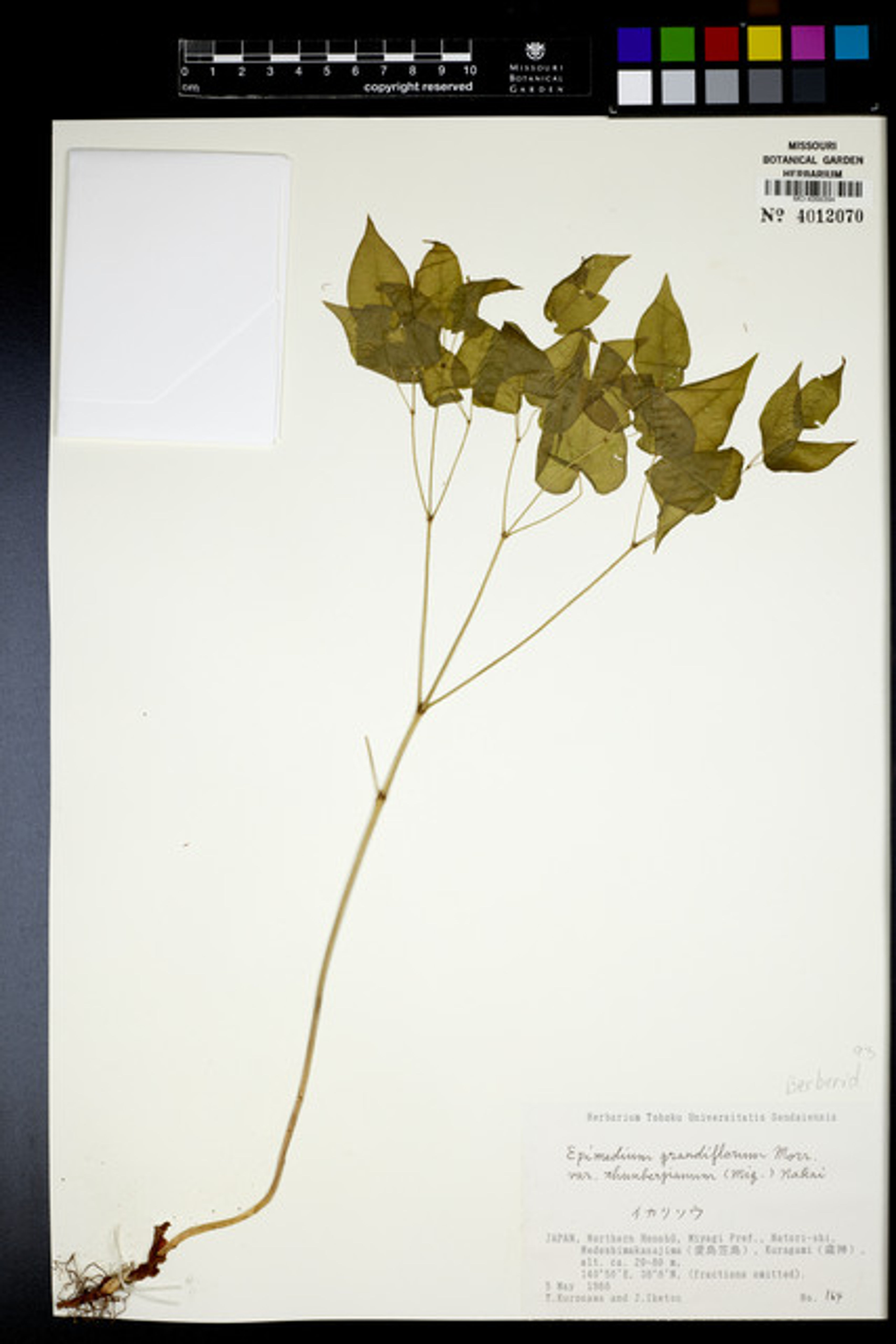 Epimedium grandiflorum - 2