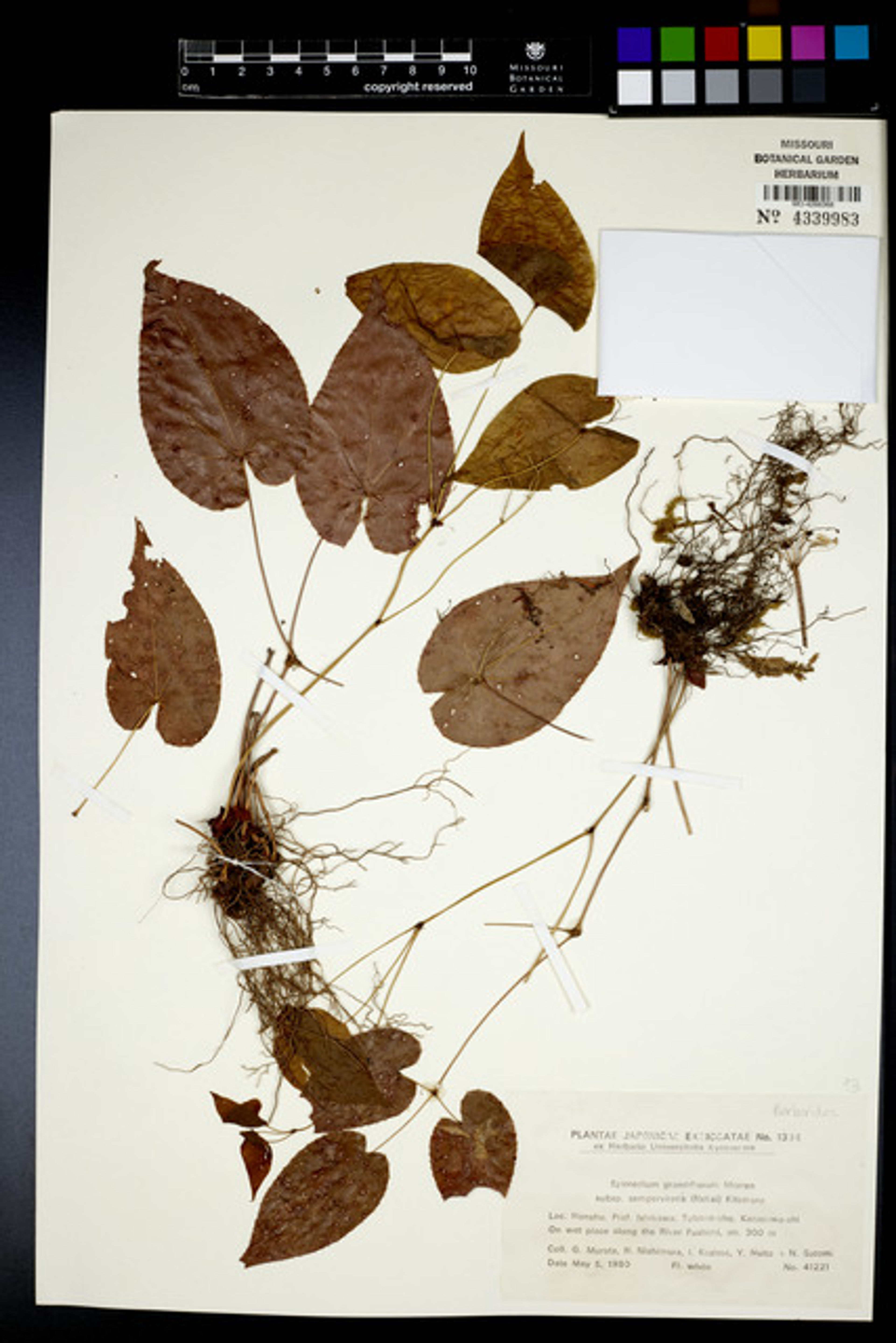Epimedium grandiflorum - 97