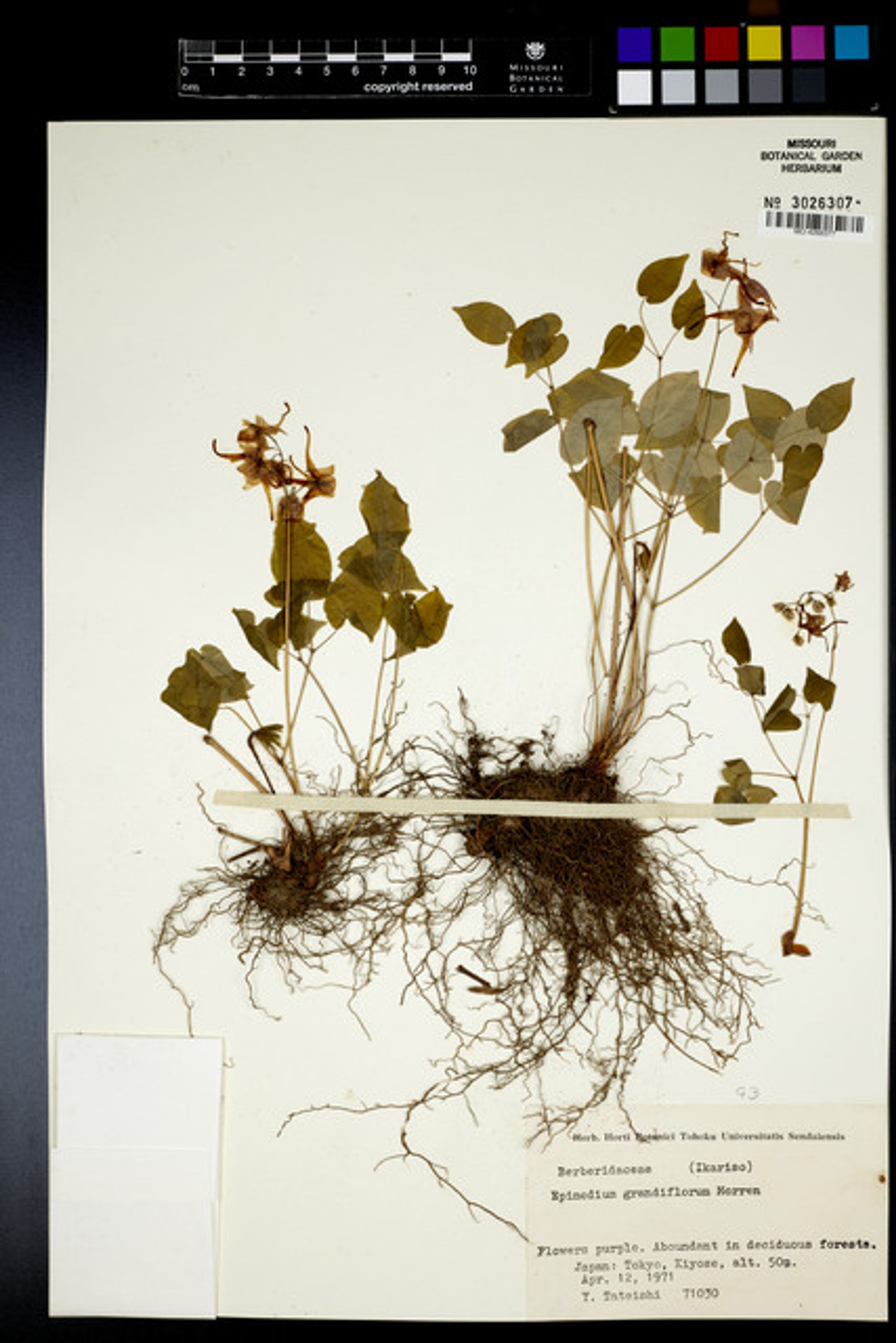 Epimedium grandiflorum - 71