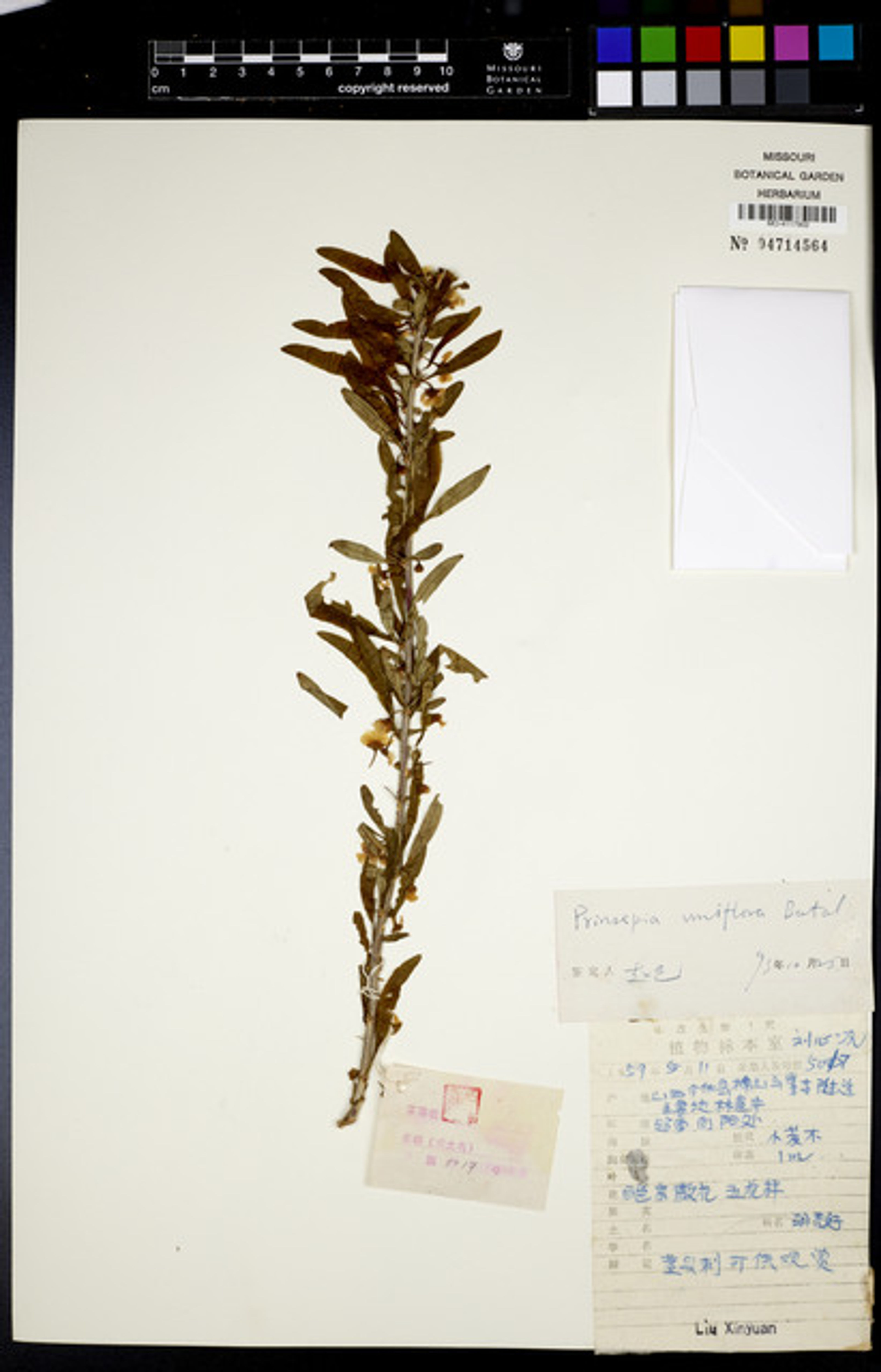 Prinsepia uniflora - 69