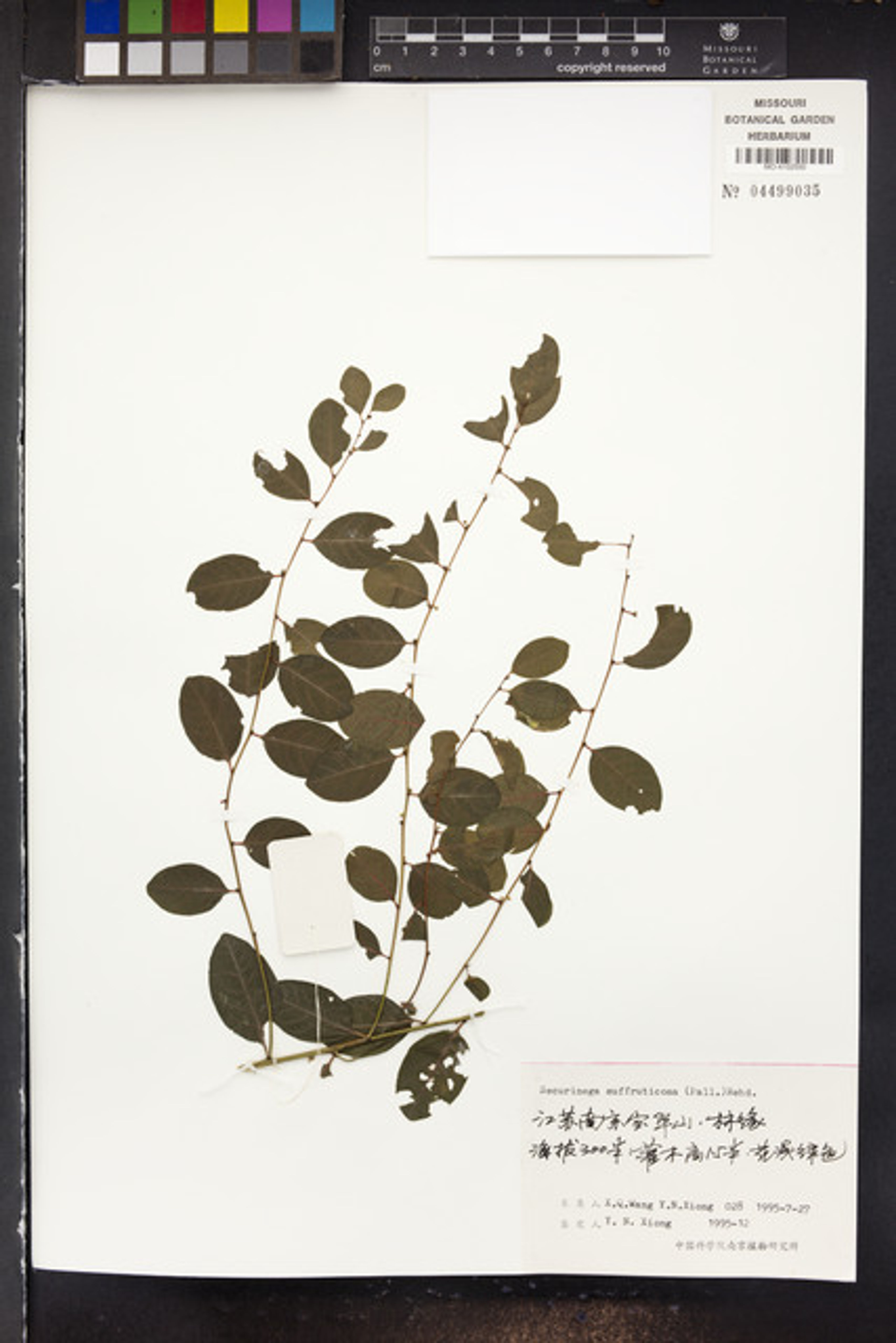 Securinega suffruticosa - 58