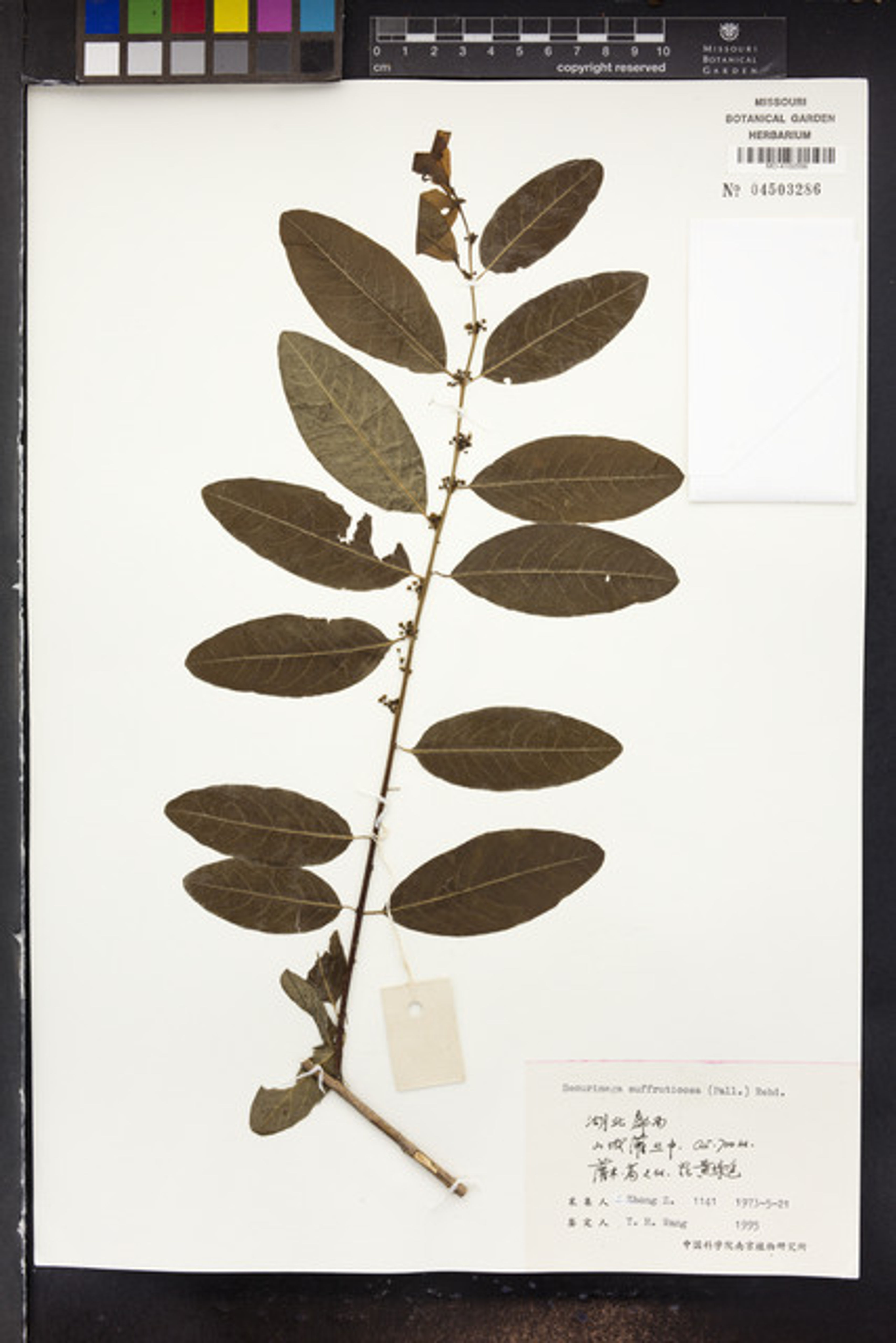 Securinega suffruticosa - 16