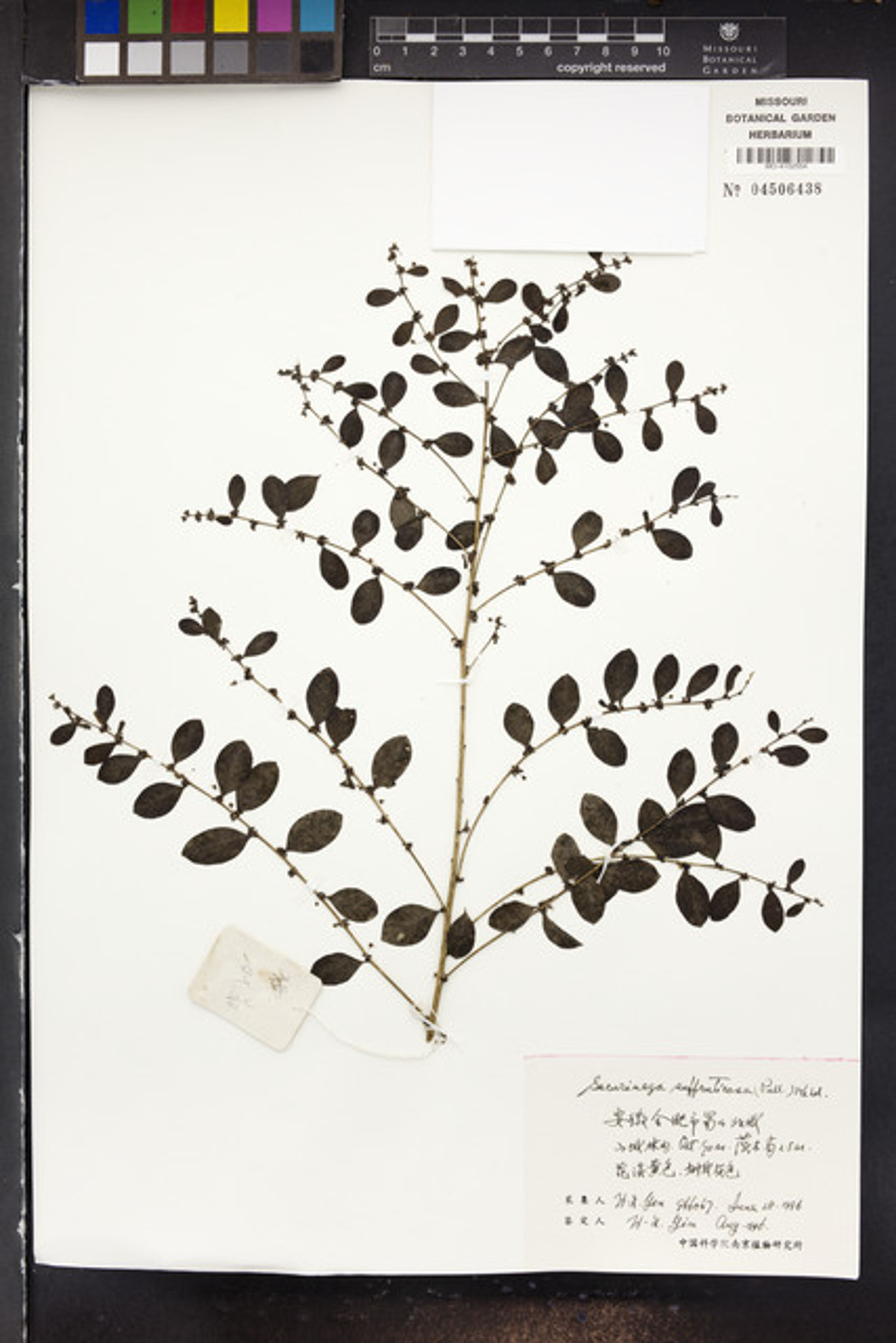 Securinega suffruticosa - 49