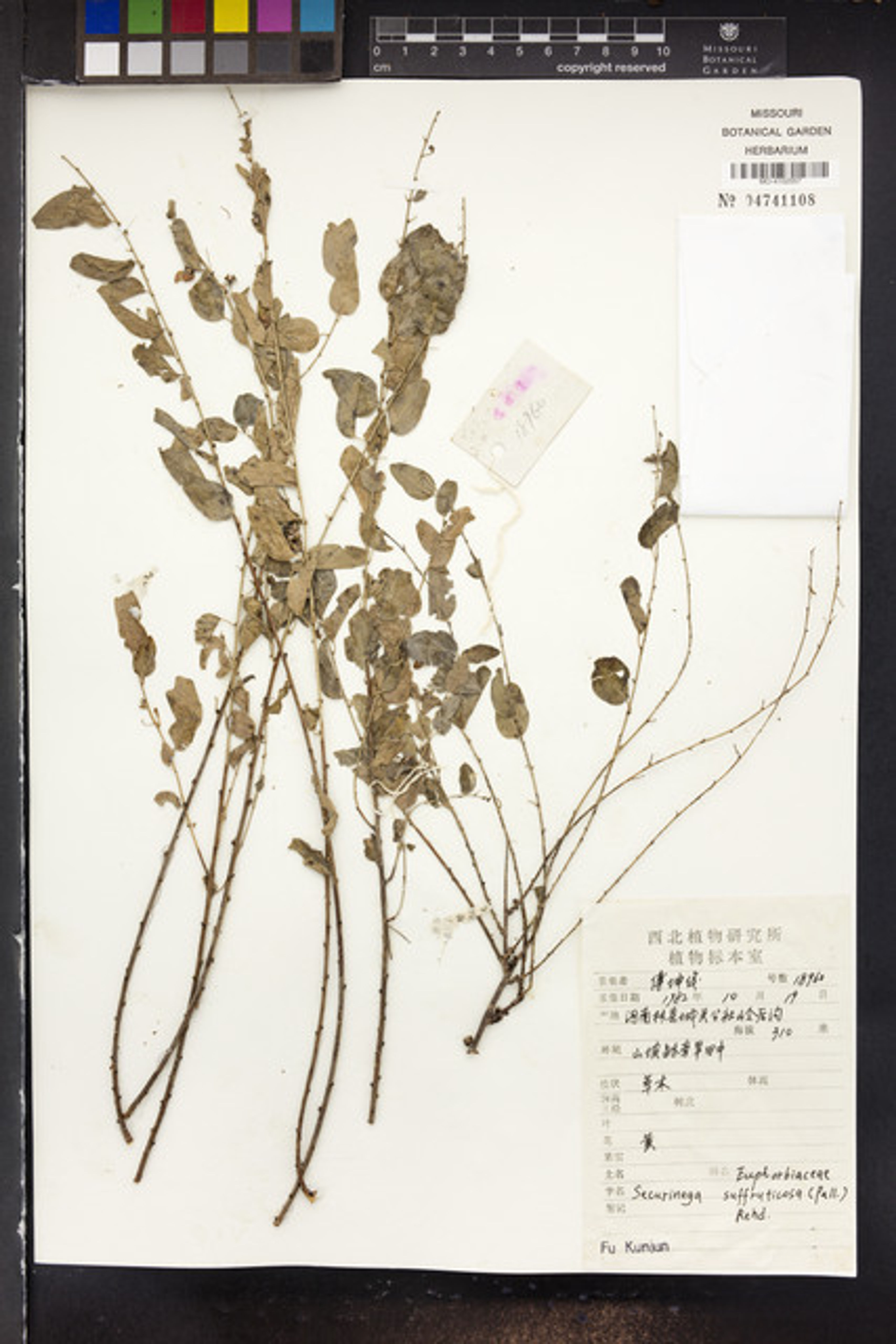 Securinega suffruticosa - 41