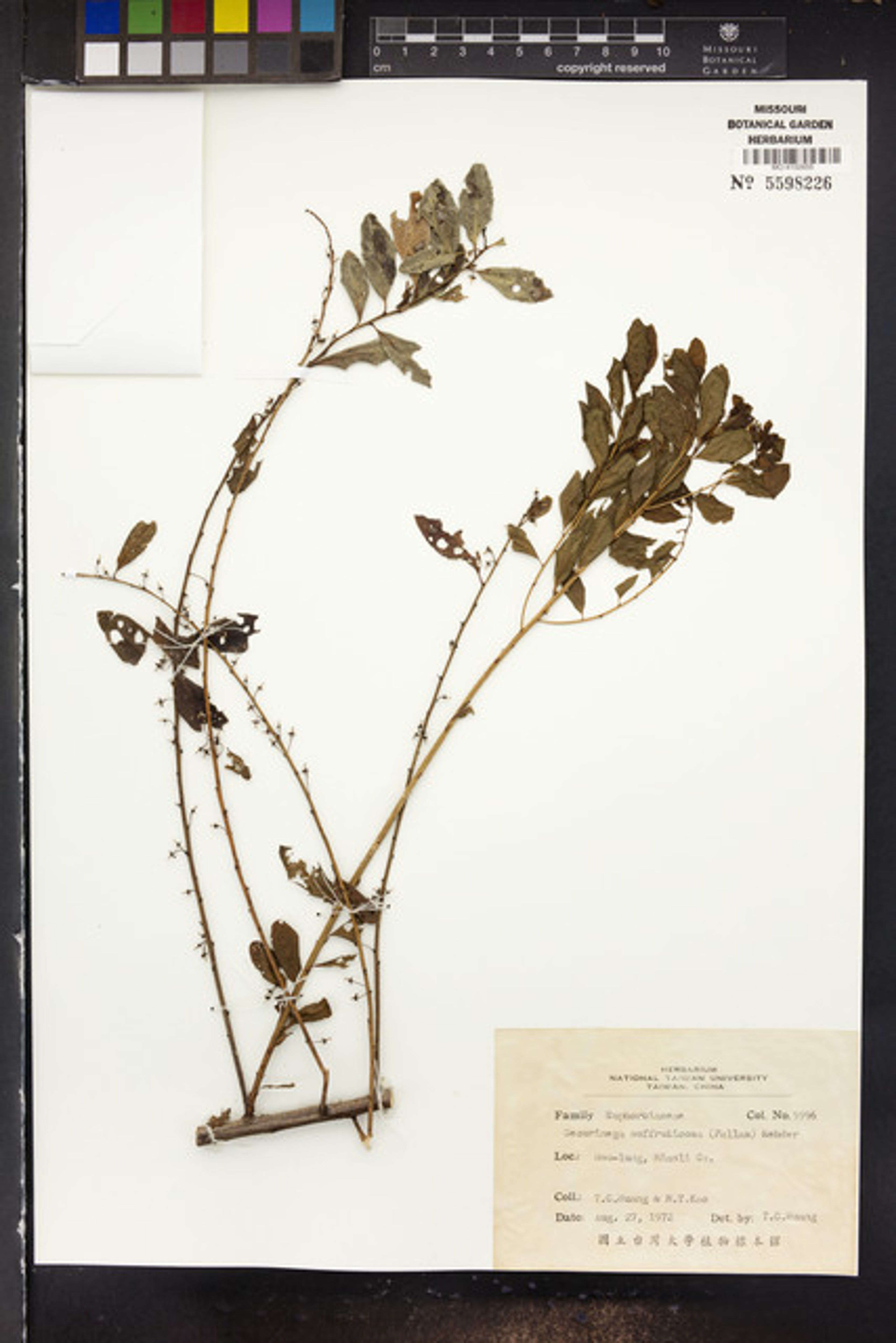 Securinega suffruticosa - 62