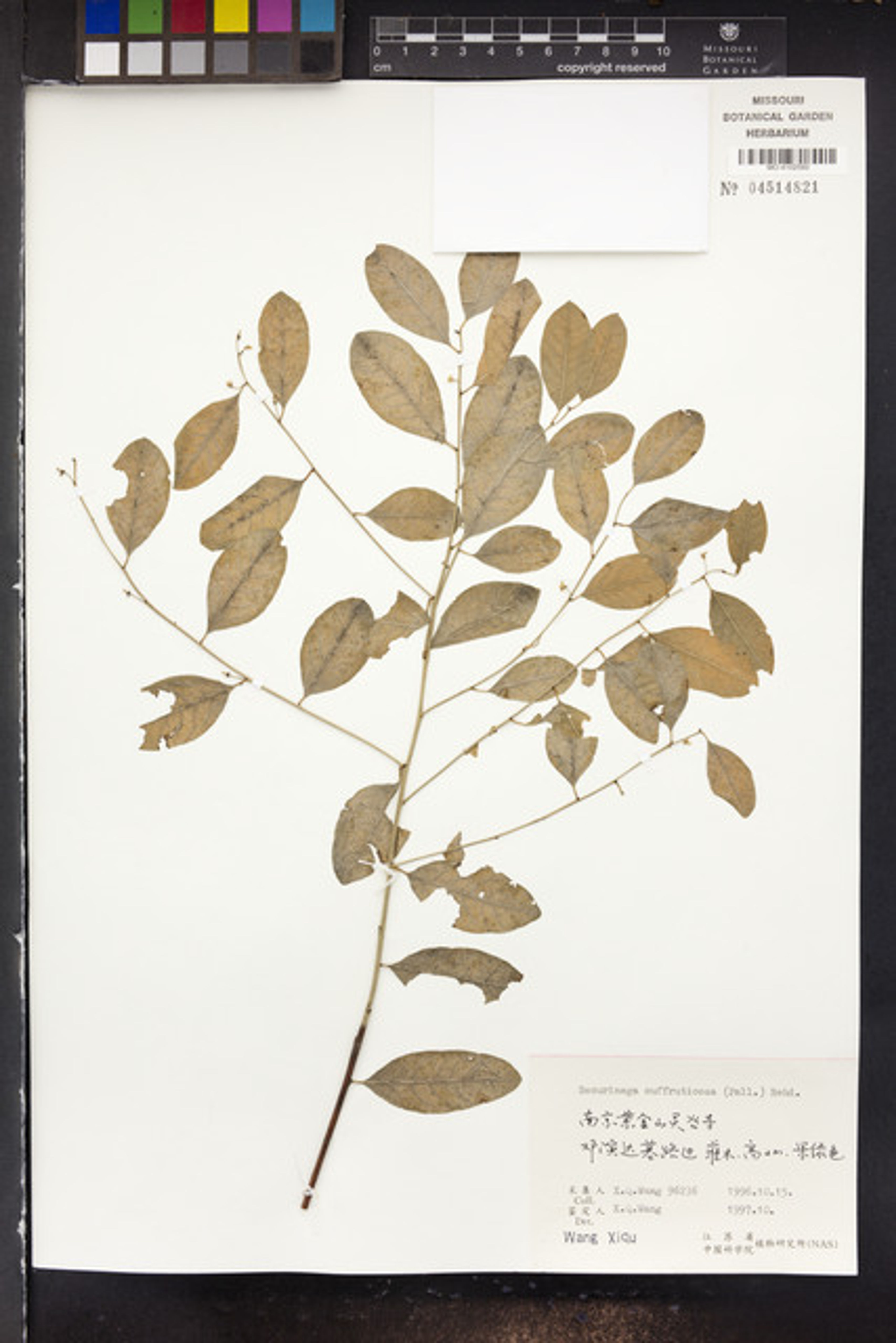 Securinega suffruticosa - 99