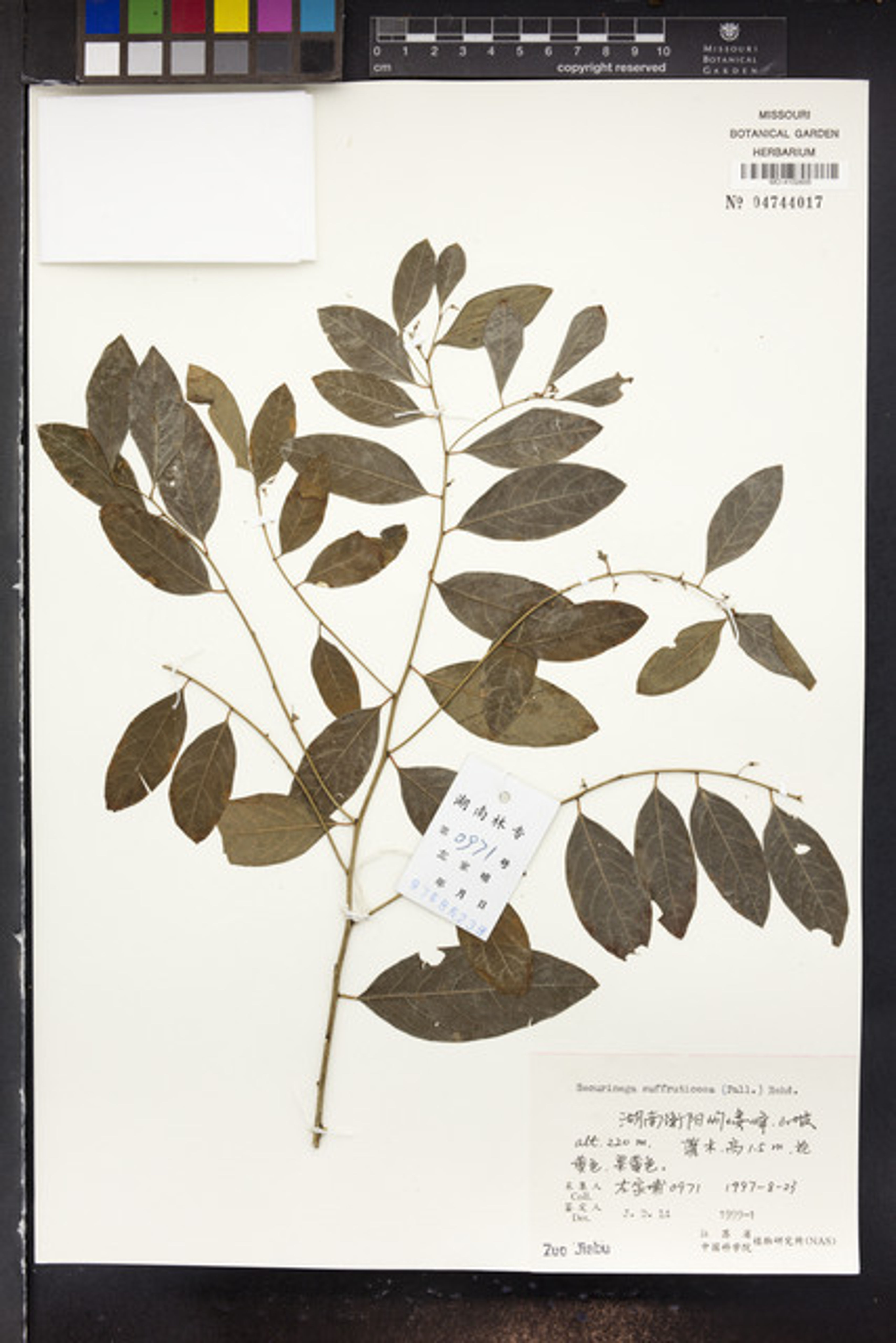 Securinega suffruticosa - 45