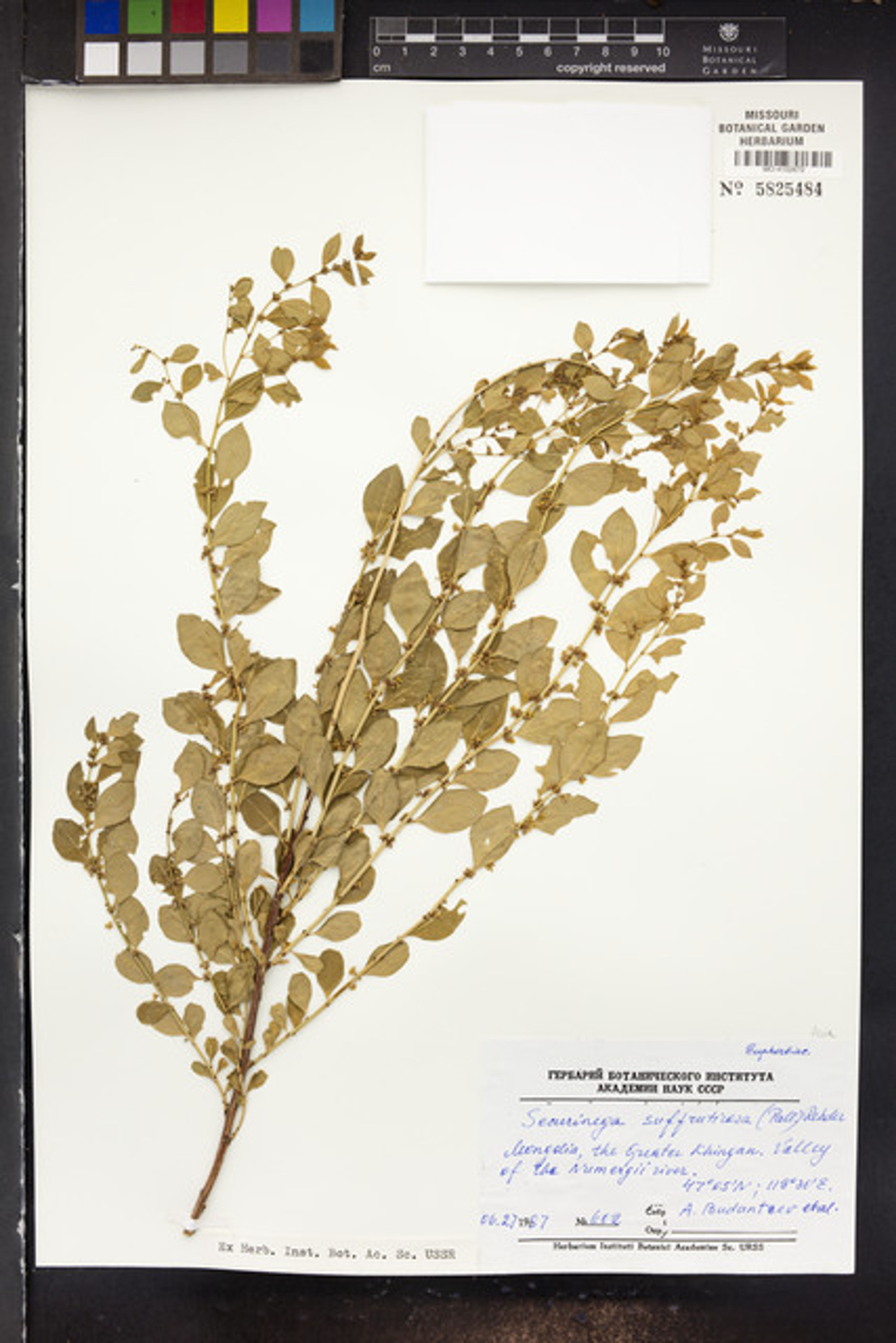 Securinega suffruticosa - 103