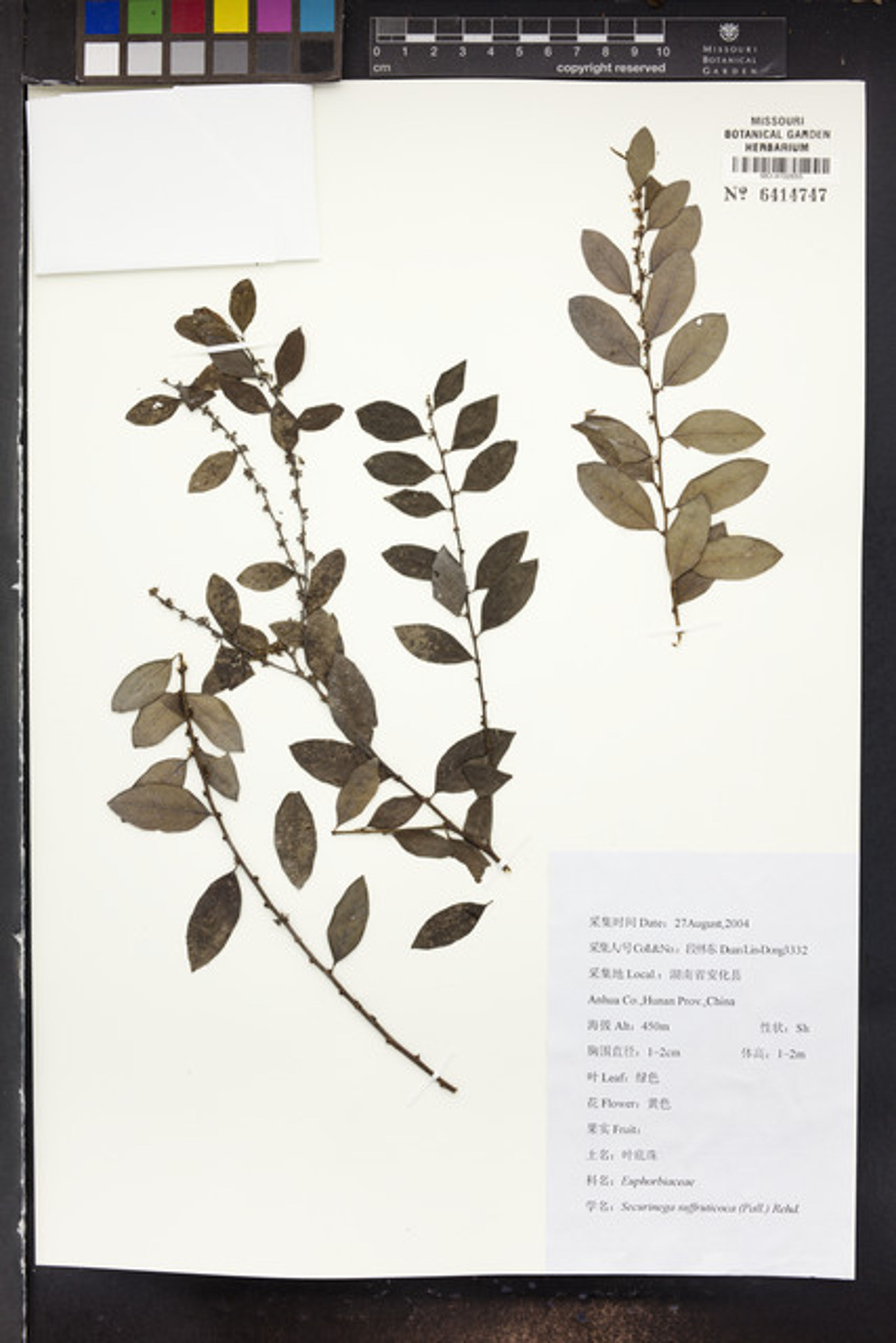 Securinega suffruticosa - 29