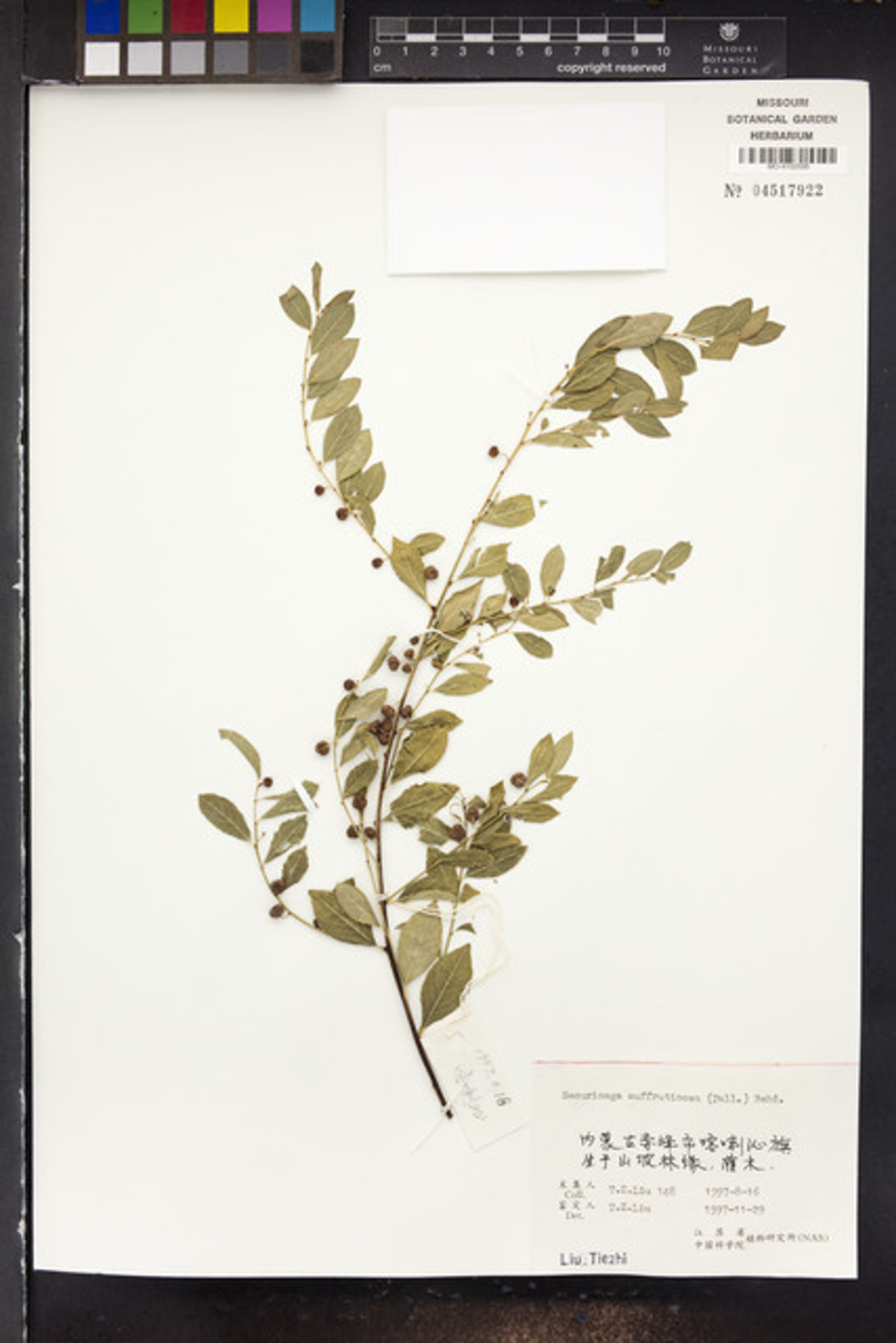Securinega suffruticosa - 25