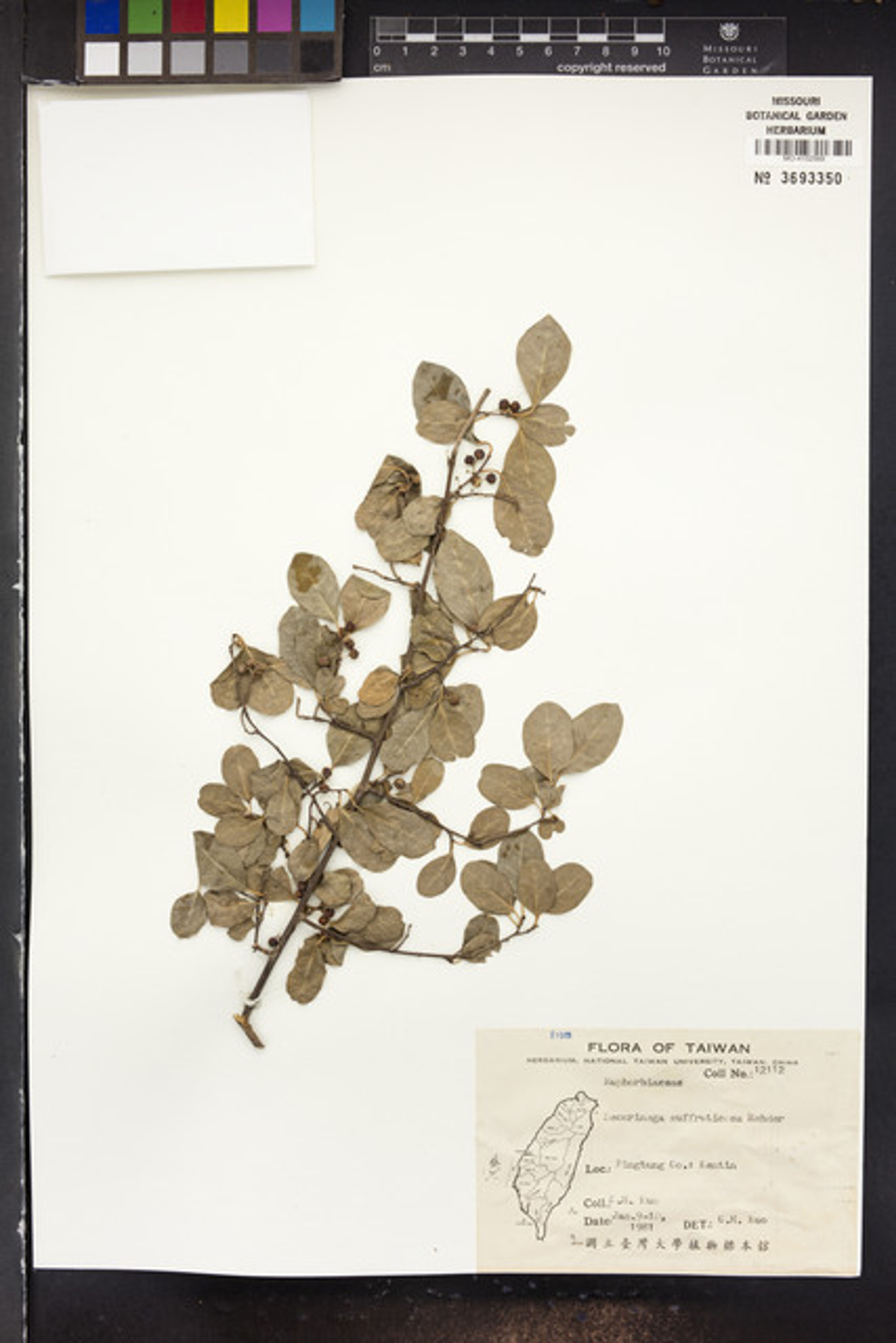 Securinega suffruticosa - 93