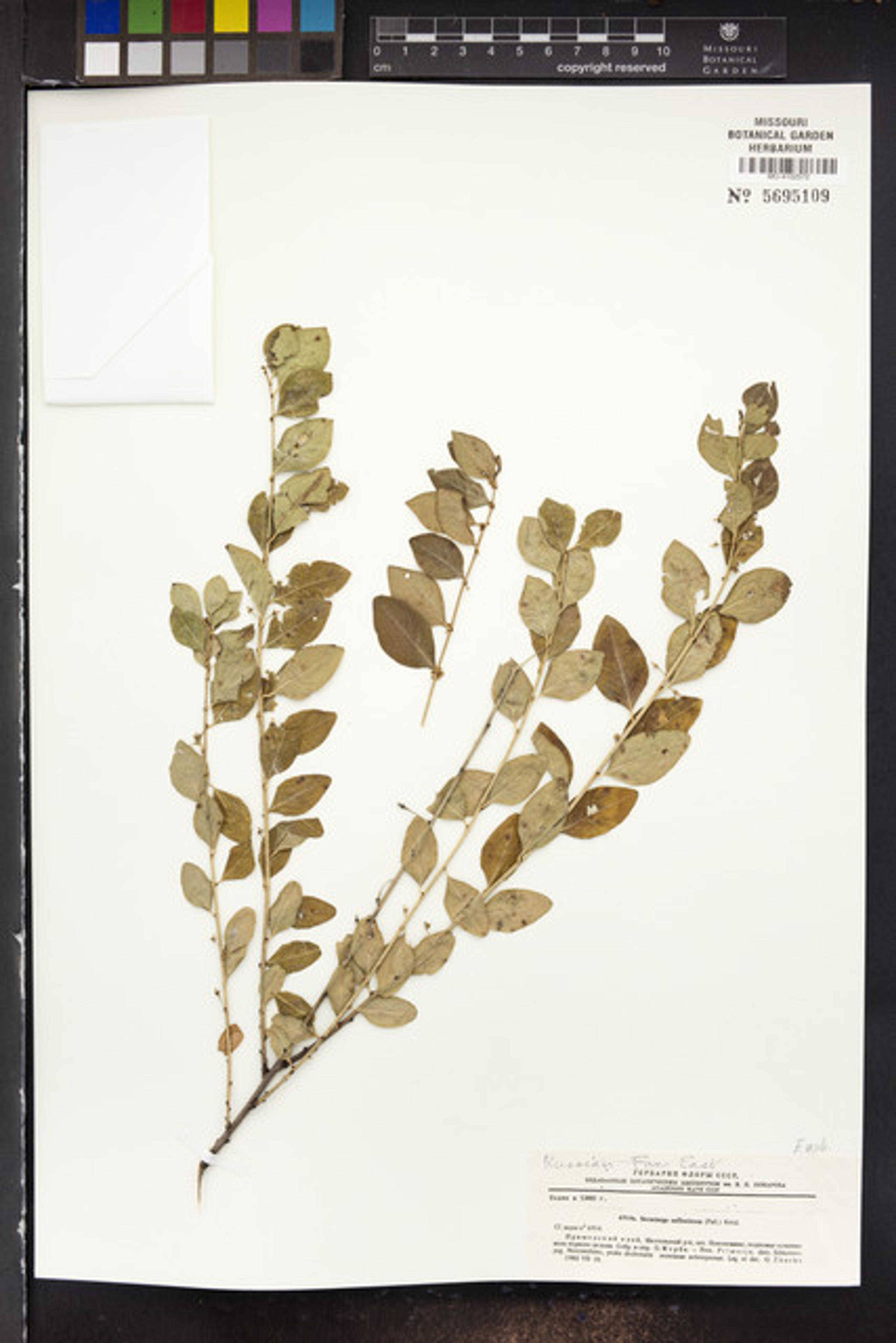 Securinega suffruticosa - 43