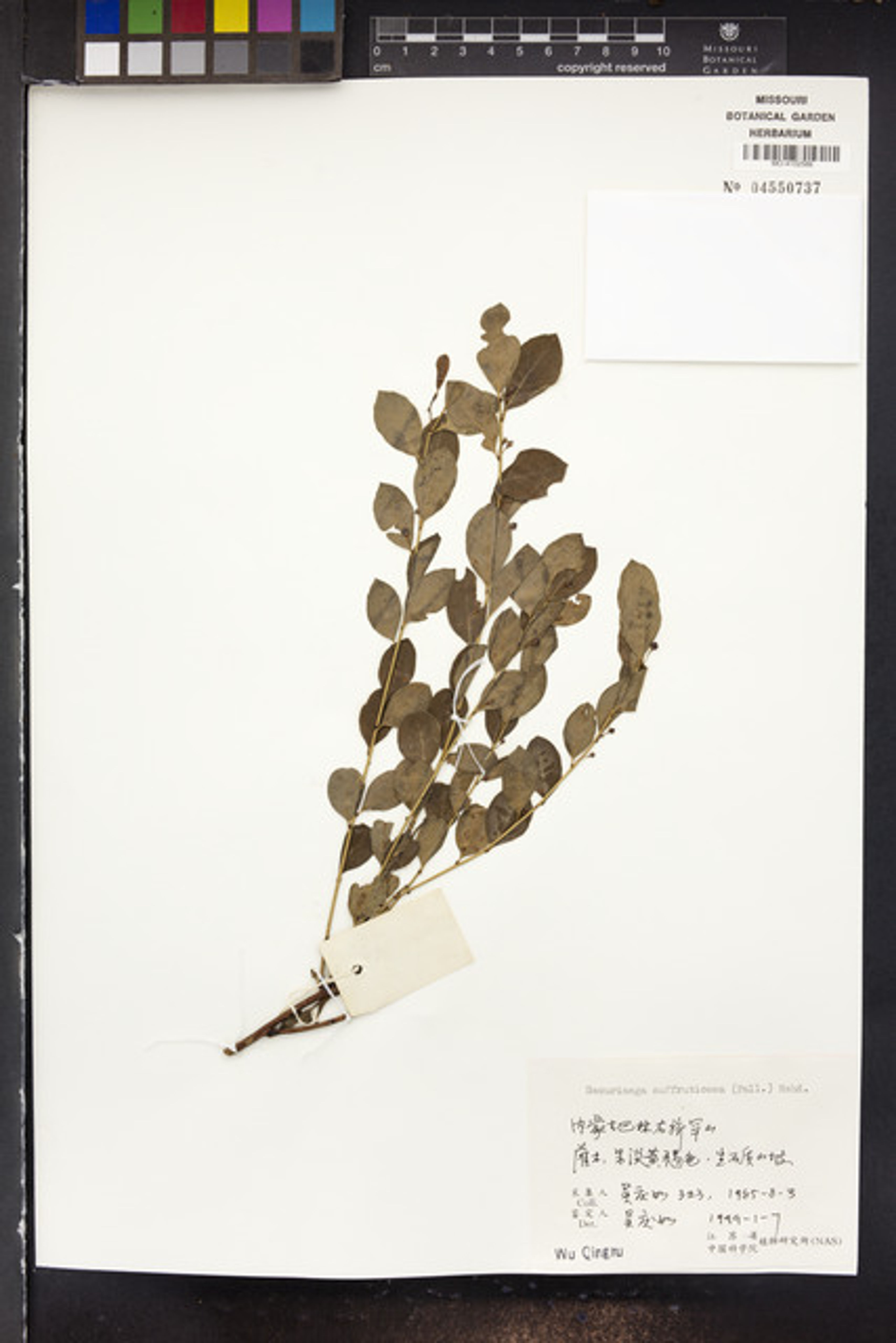Securinega suffruticosa - 79