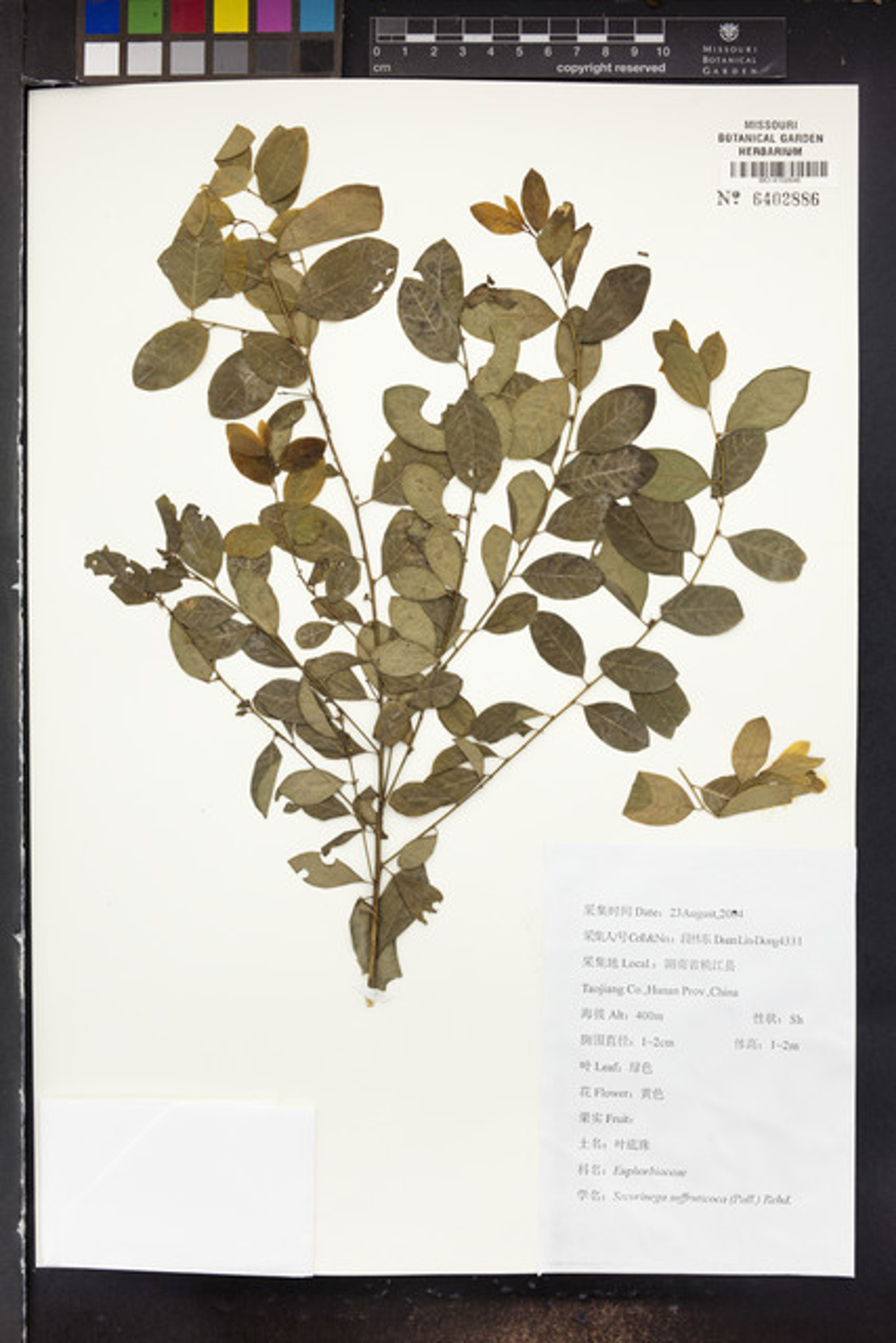 Securinega suffruticosa - 3