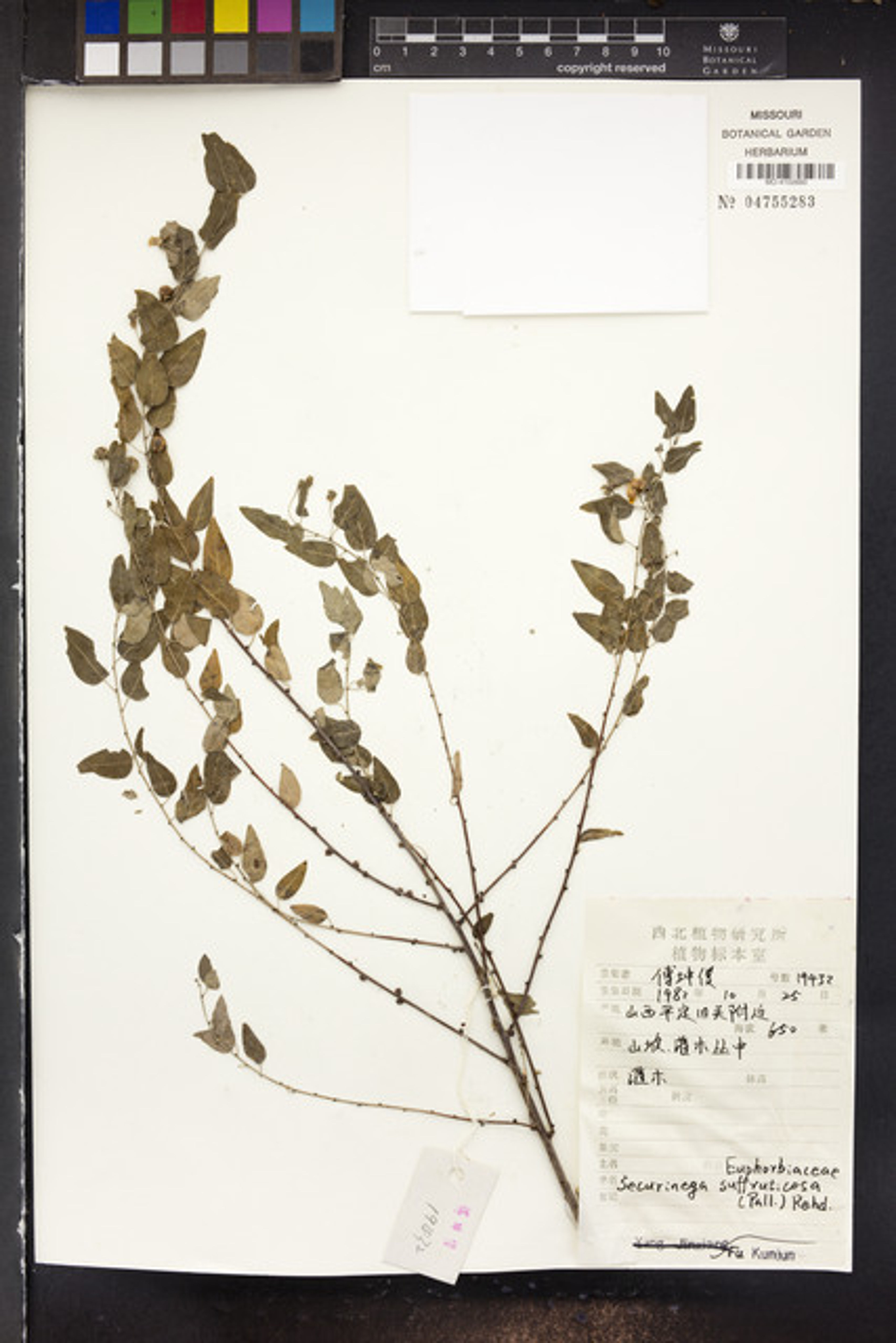 Securinega suffruticosa - 85