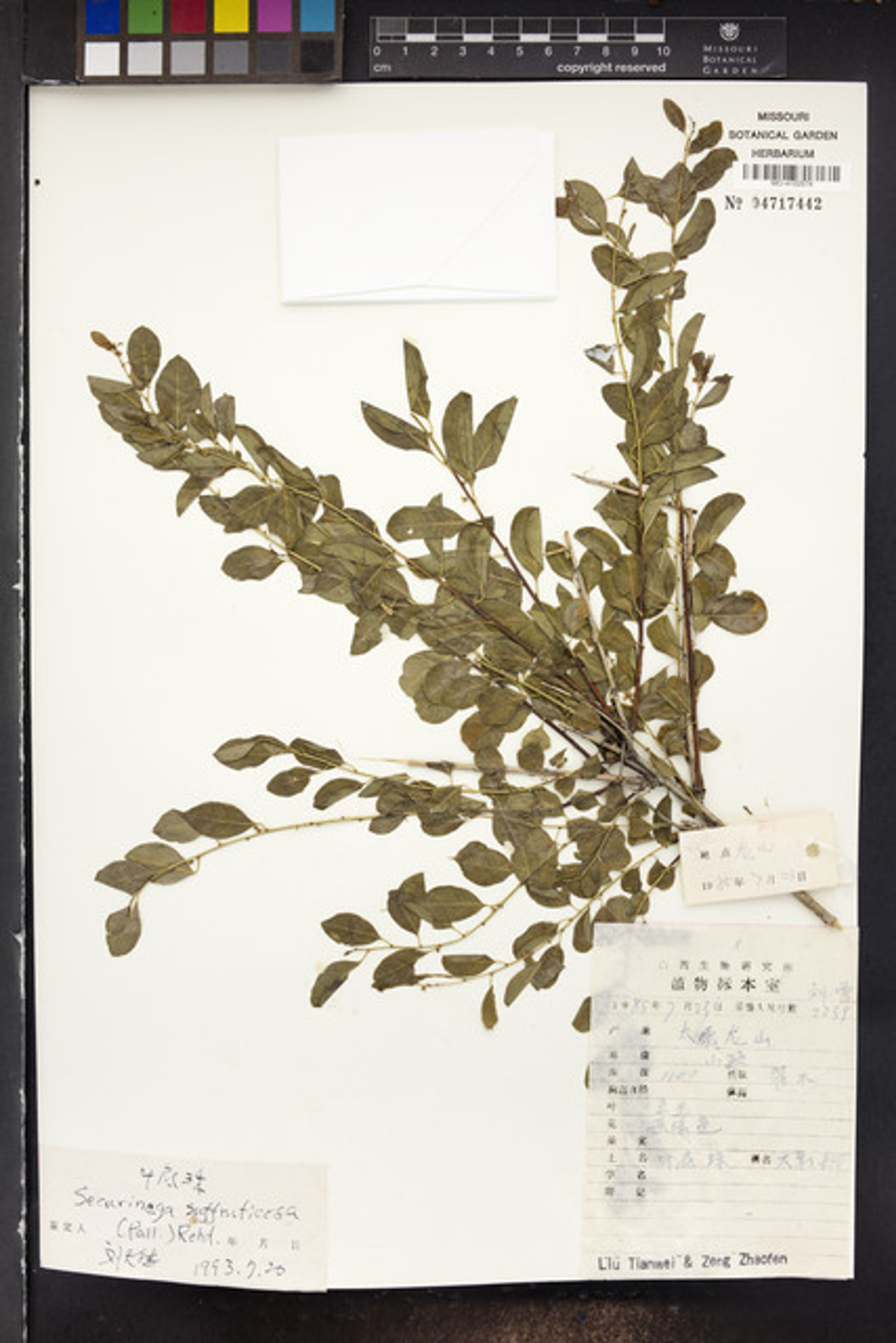 Securinega suffruticosa - 34