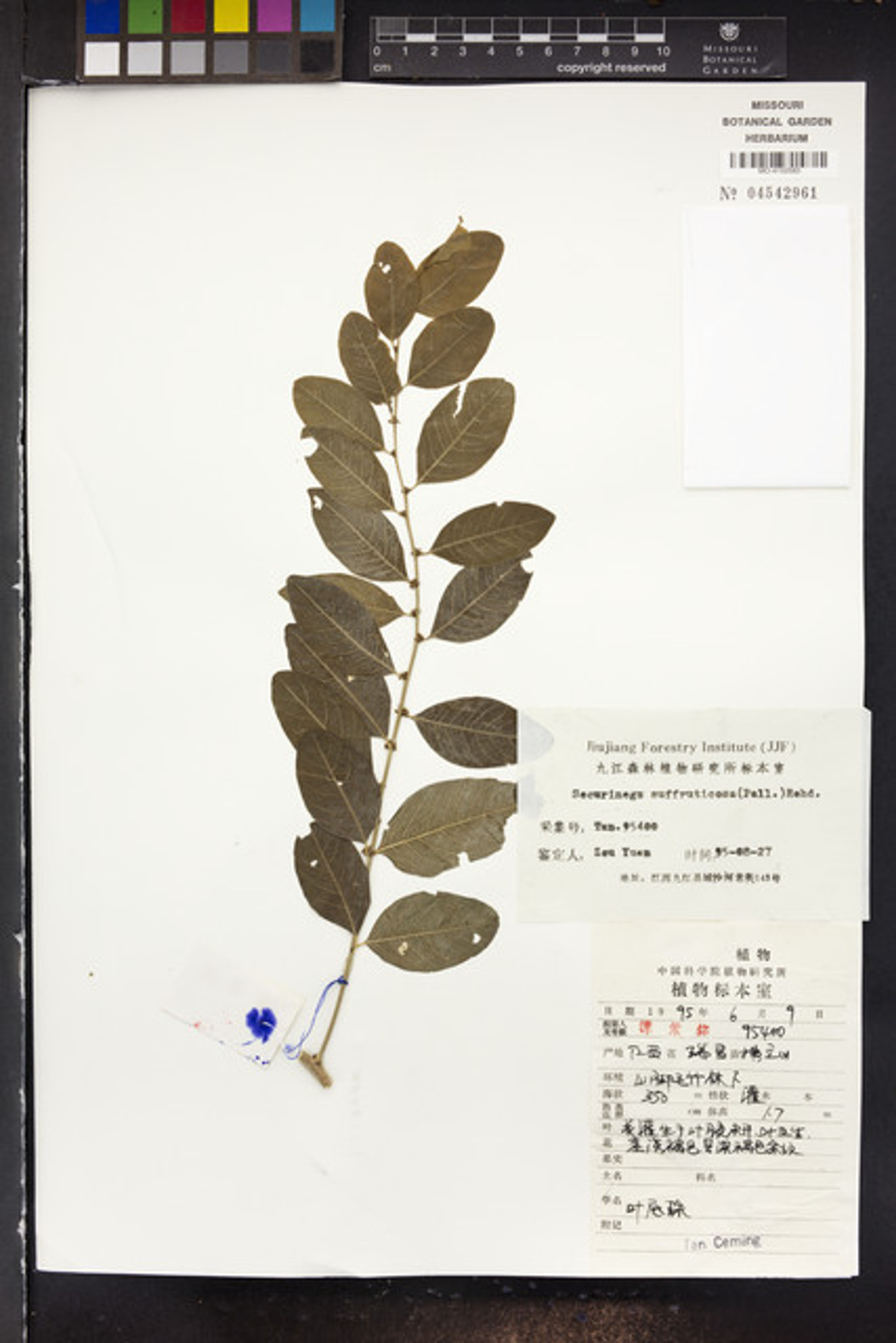 Securinega suffruticosa - 18