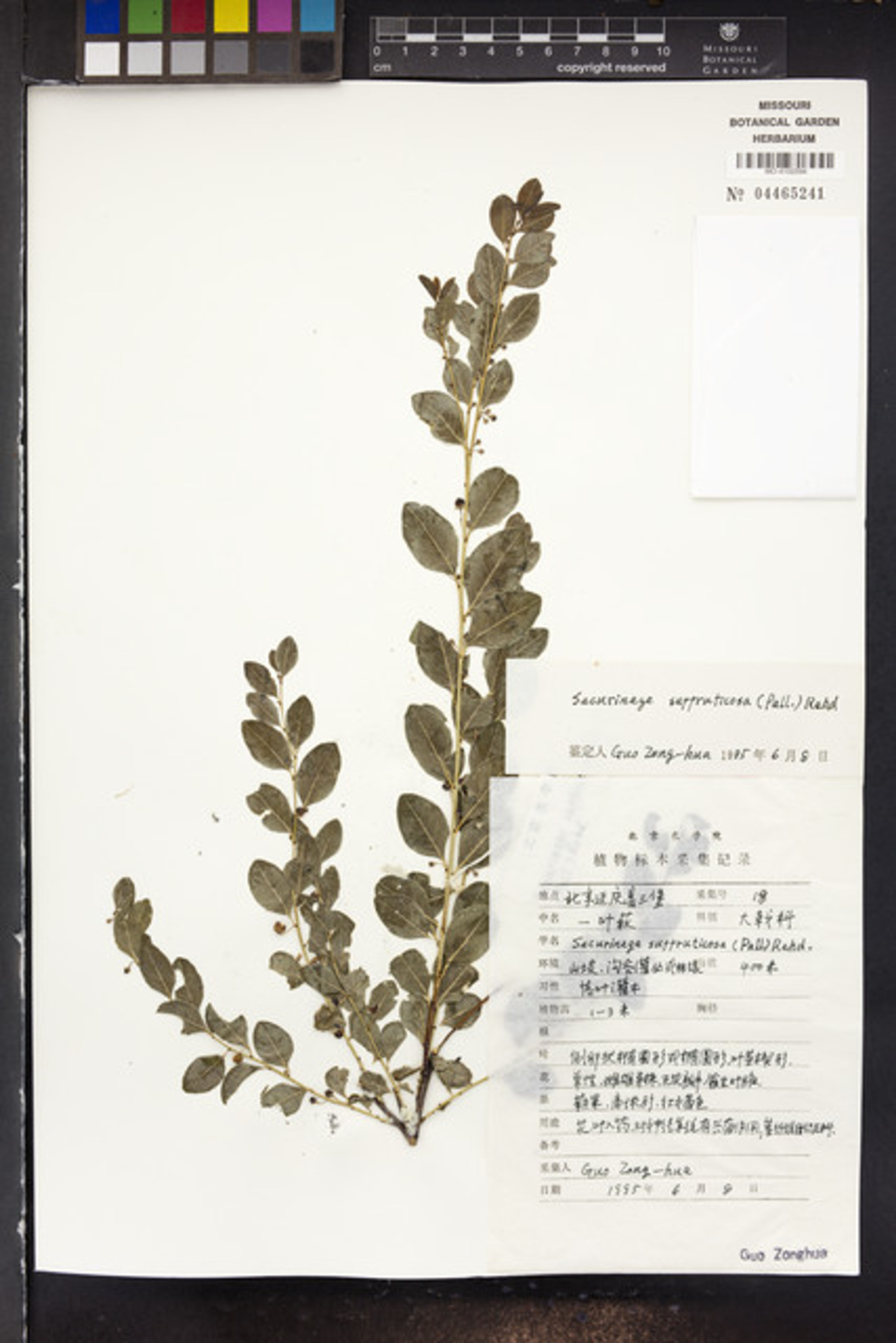 Securinega suffruticosa - 33
