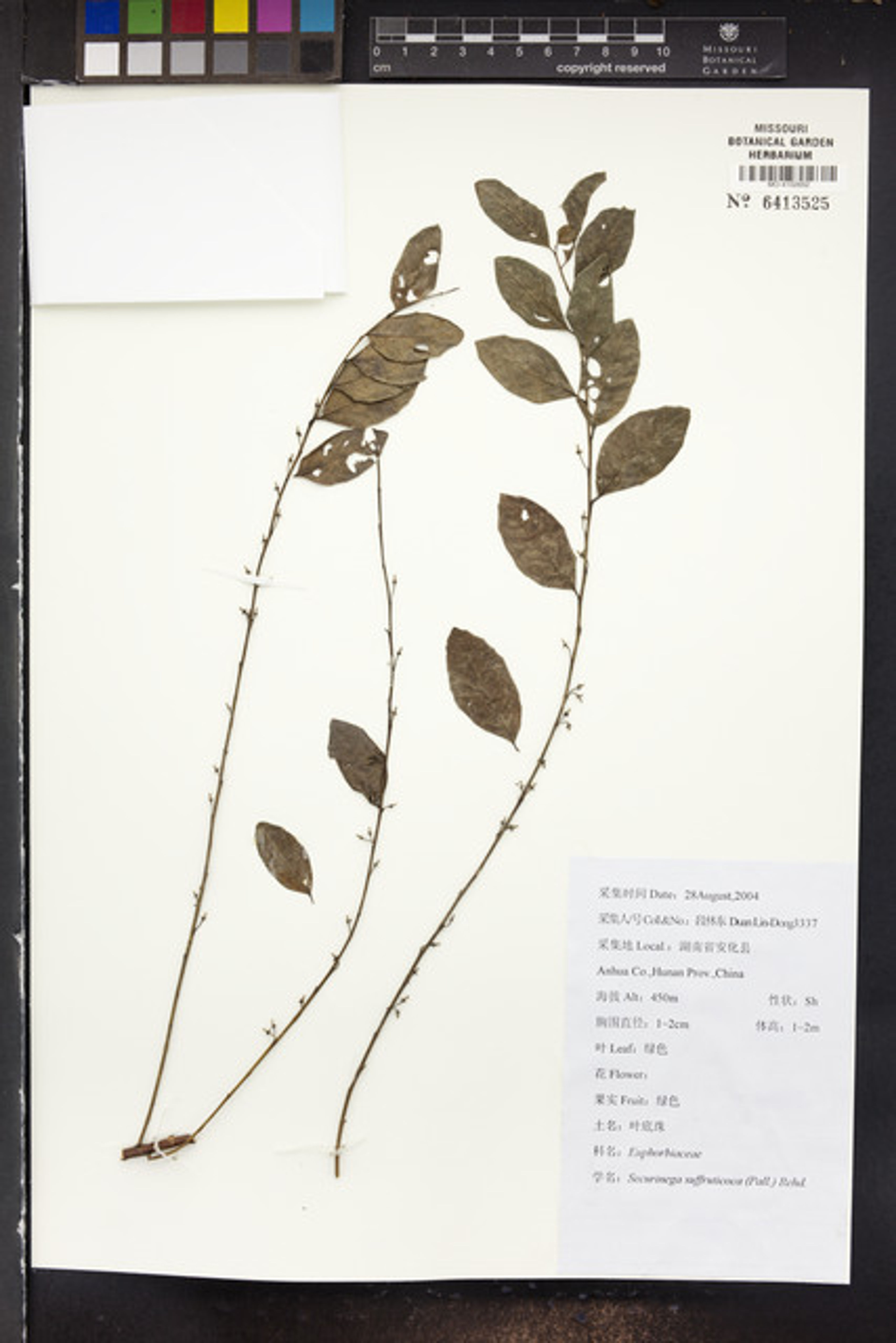 Securinega suffruticosa - 14