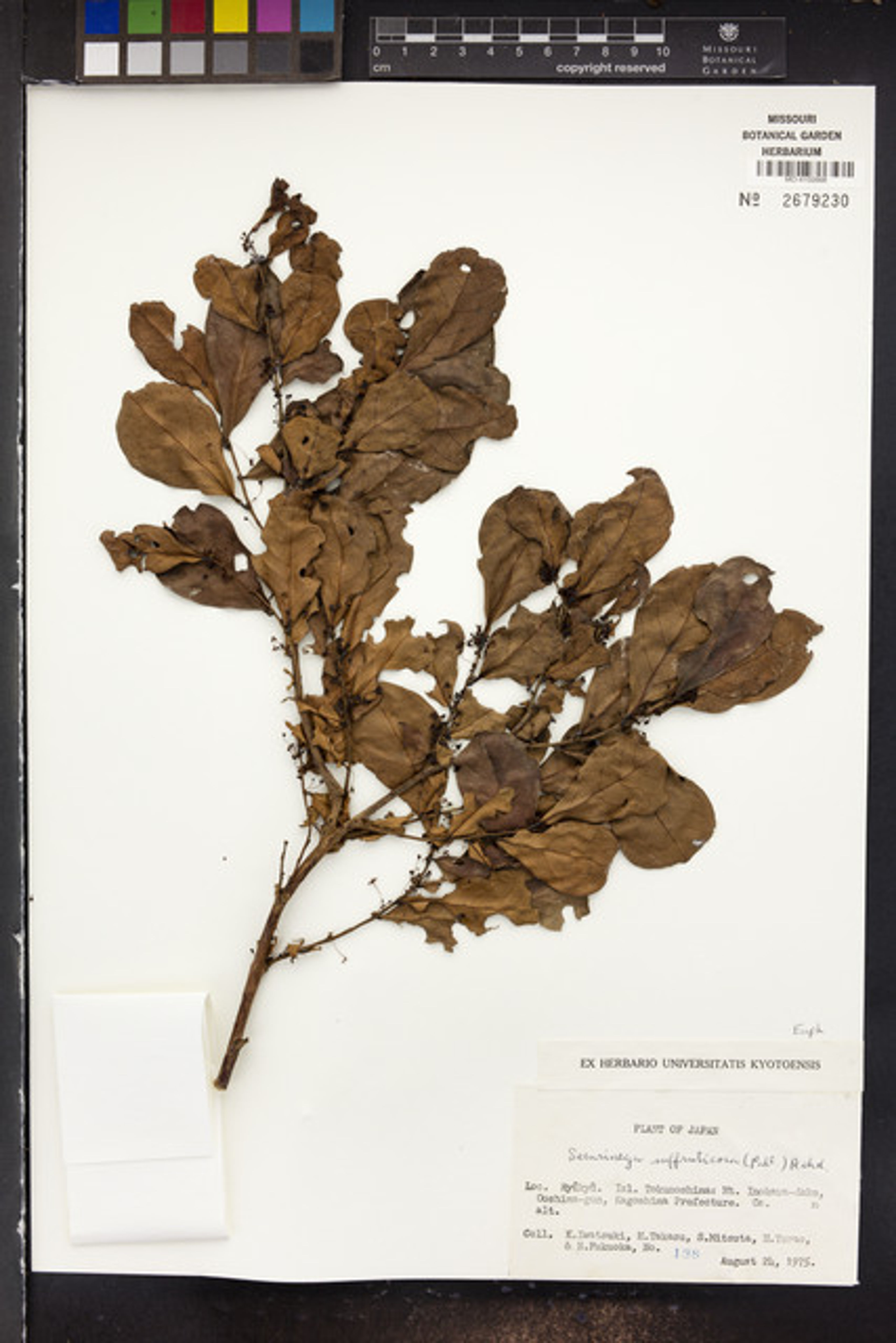 Securinega suffruticosa - 5