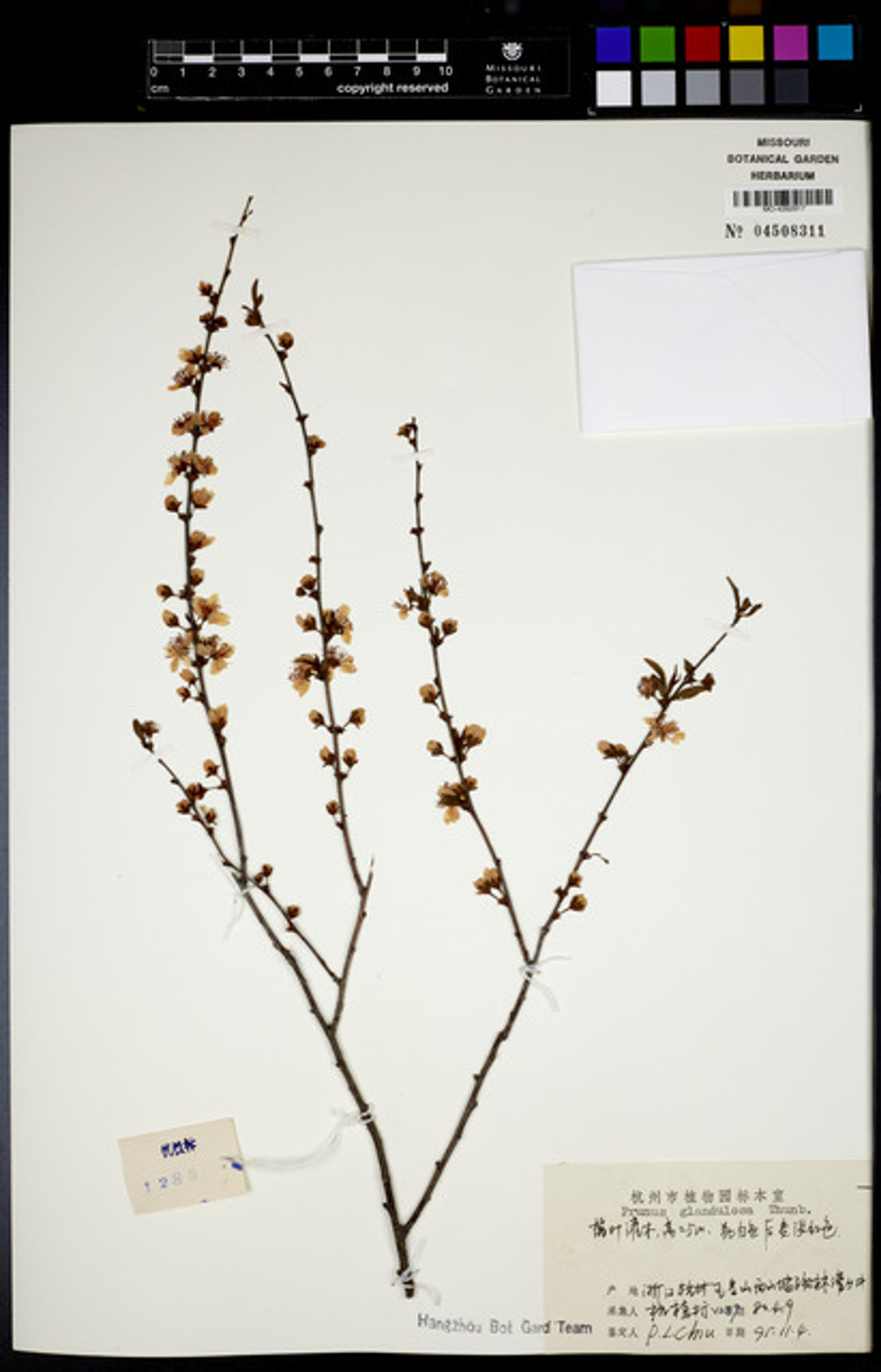 Prunus glandulosa - 41