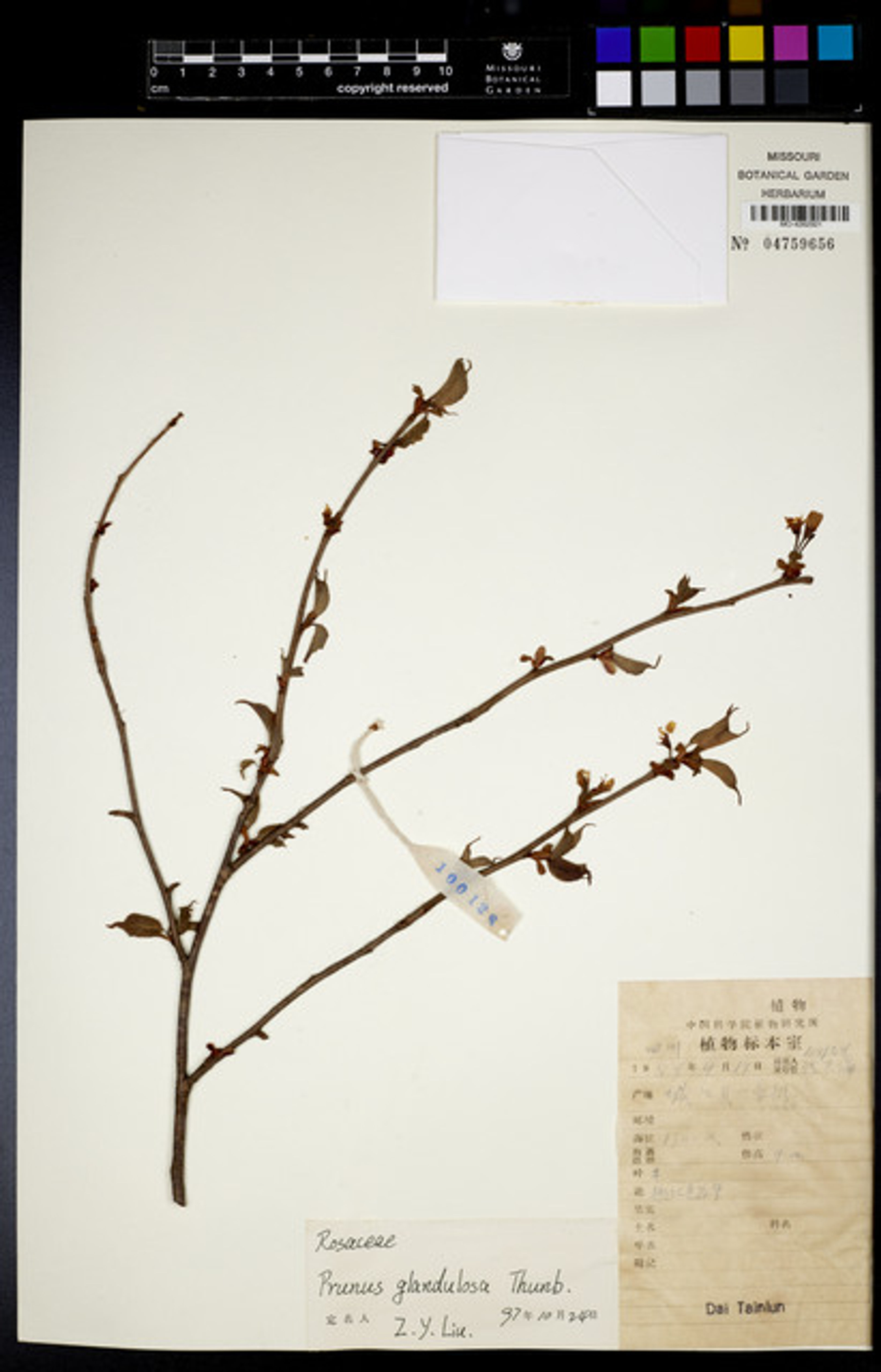 Prunus glandulosa - 52
