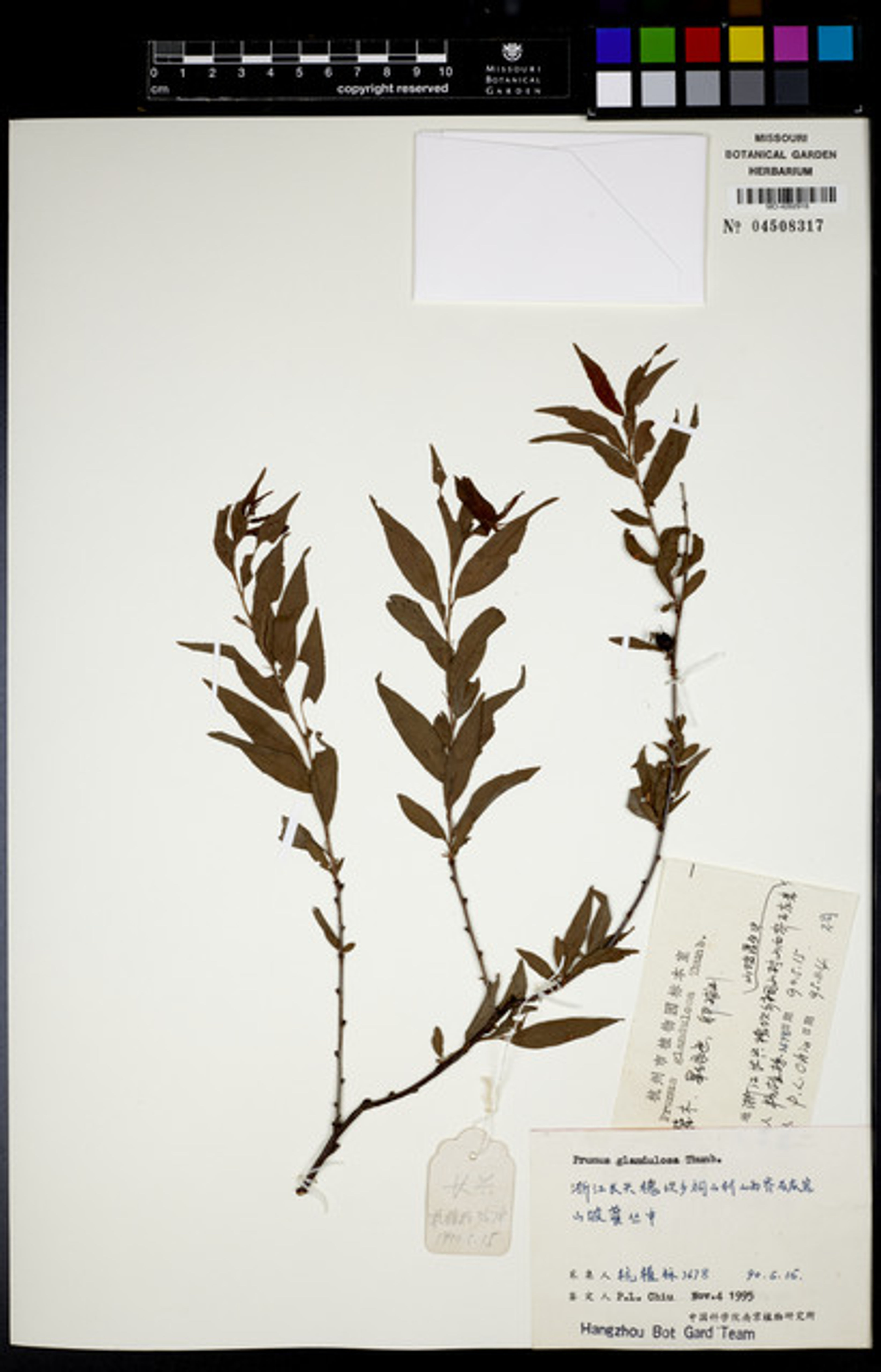 Prunus glandulosa - 46