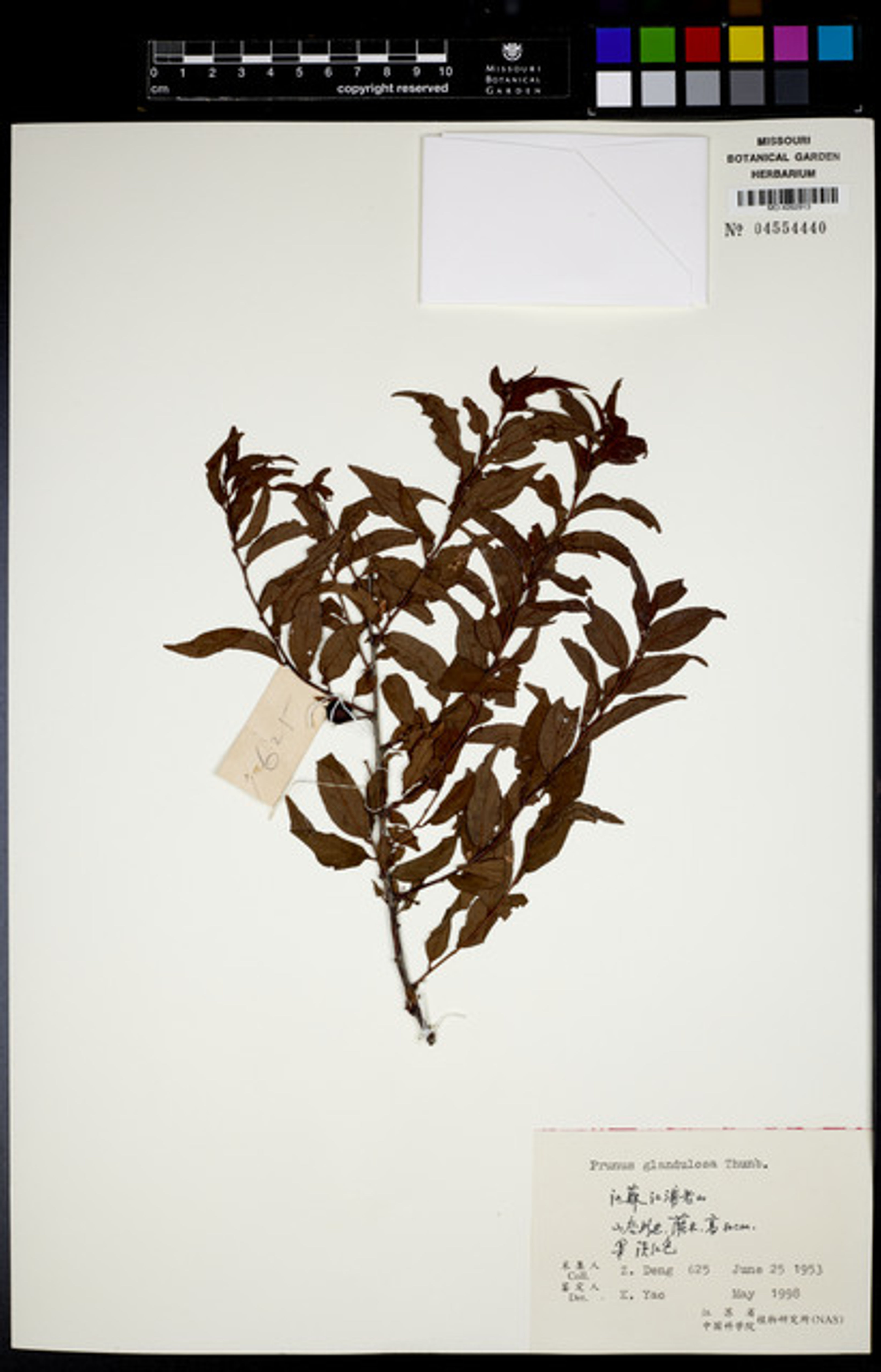 Prunus glandulosa - 23