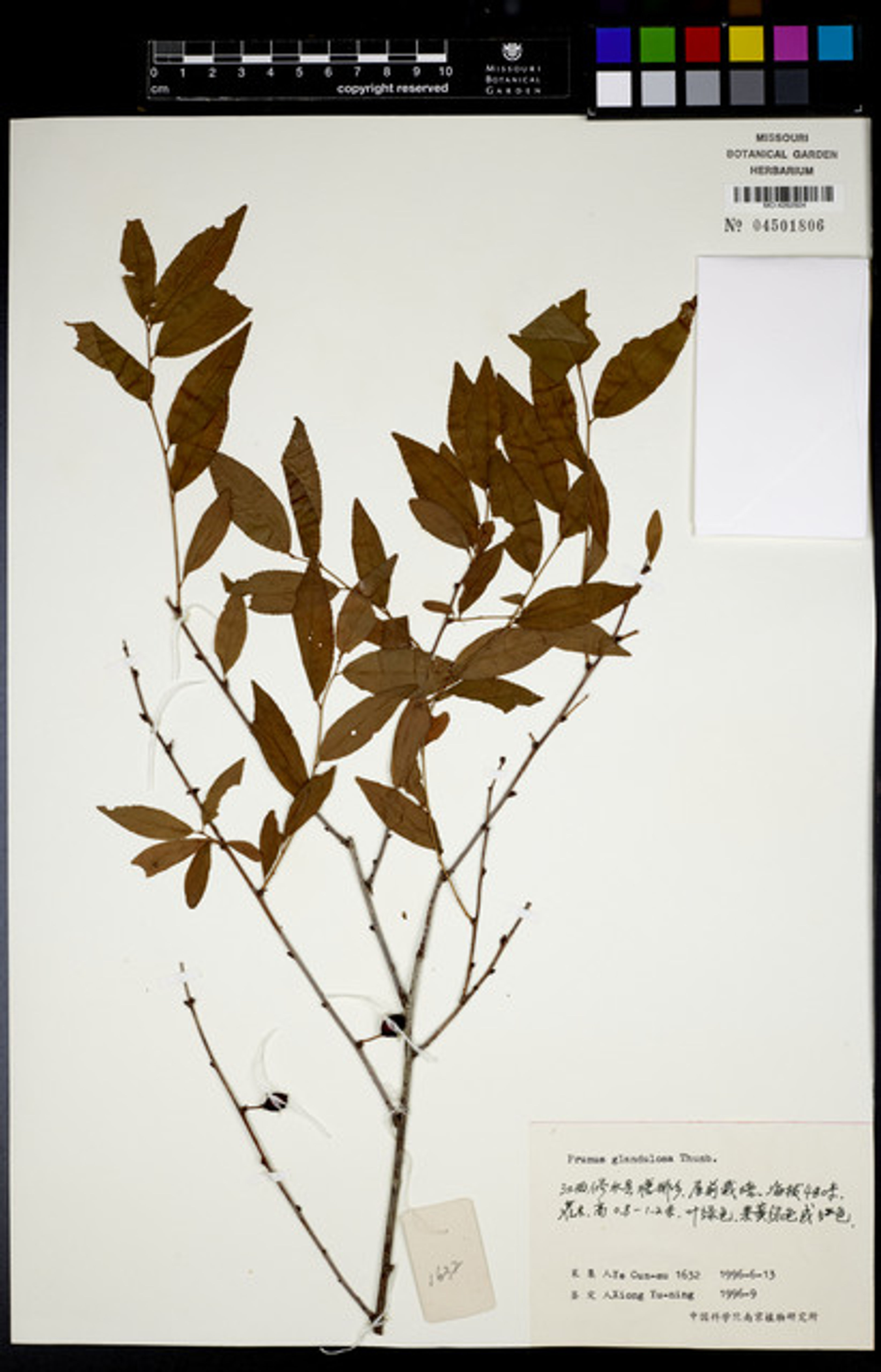 Prunus glandulosa - 17
