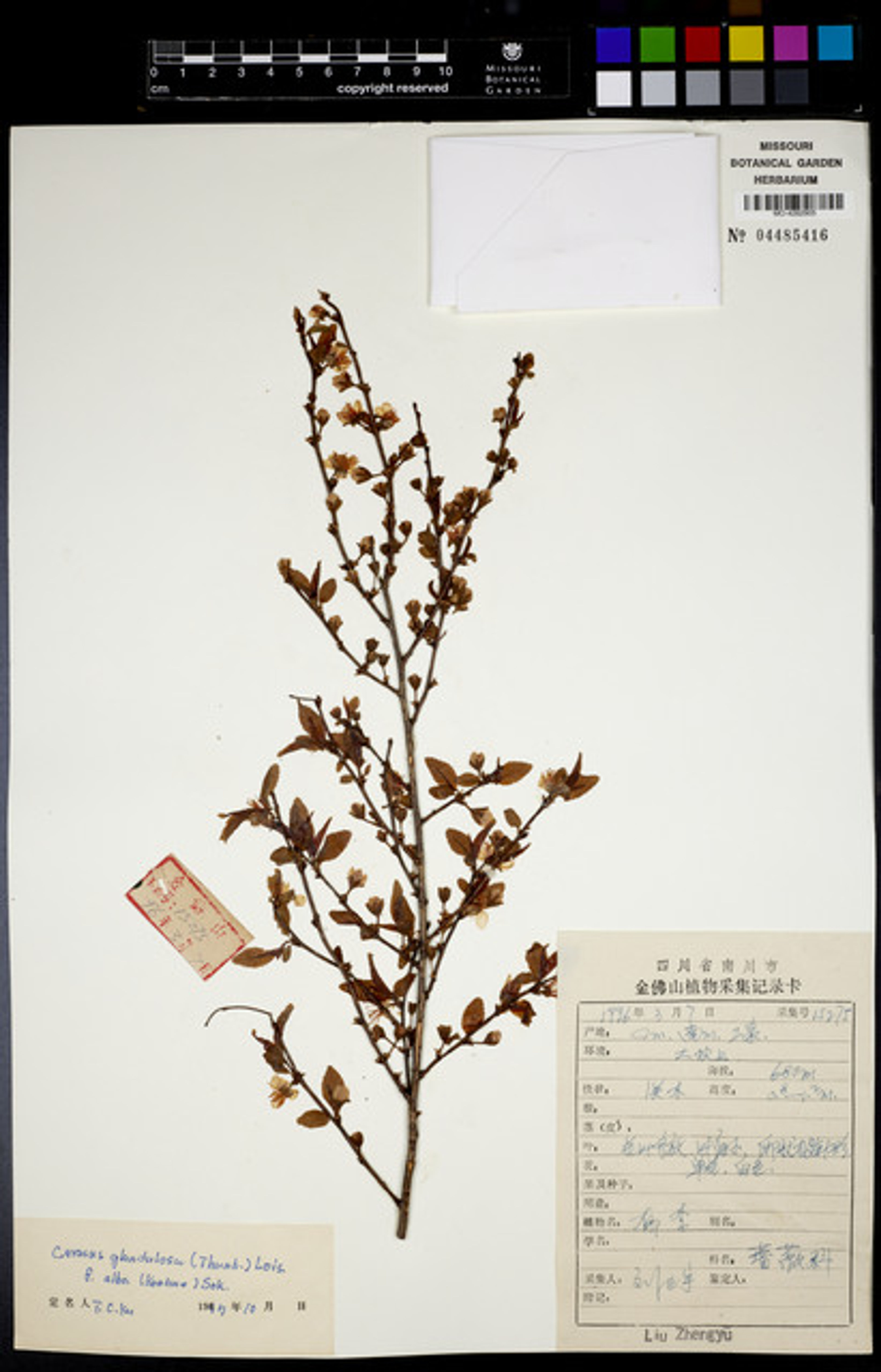Prunus glandulosa - 8
