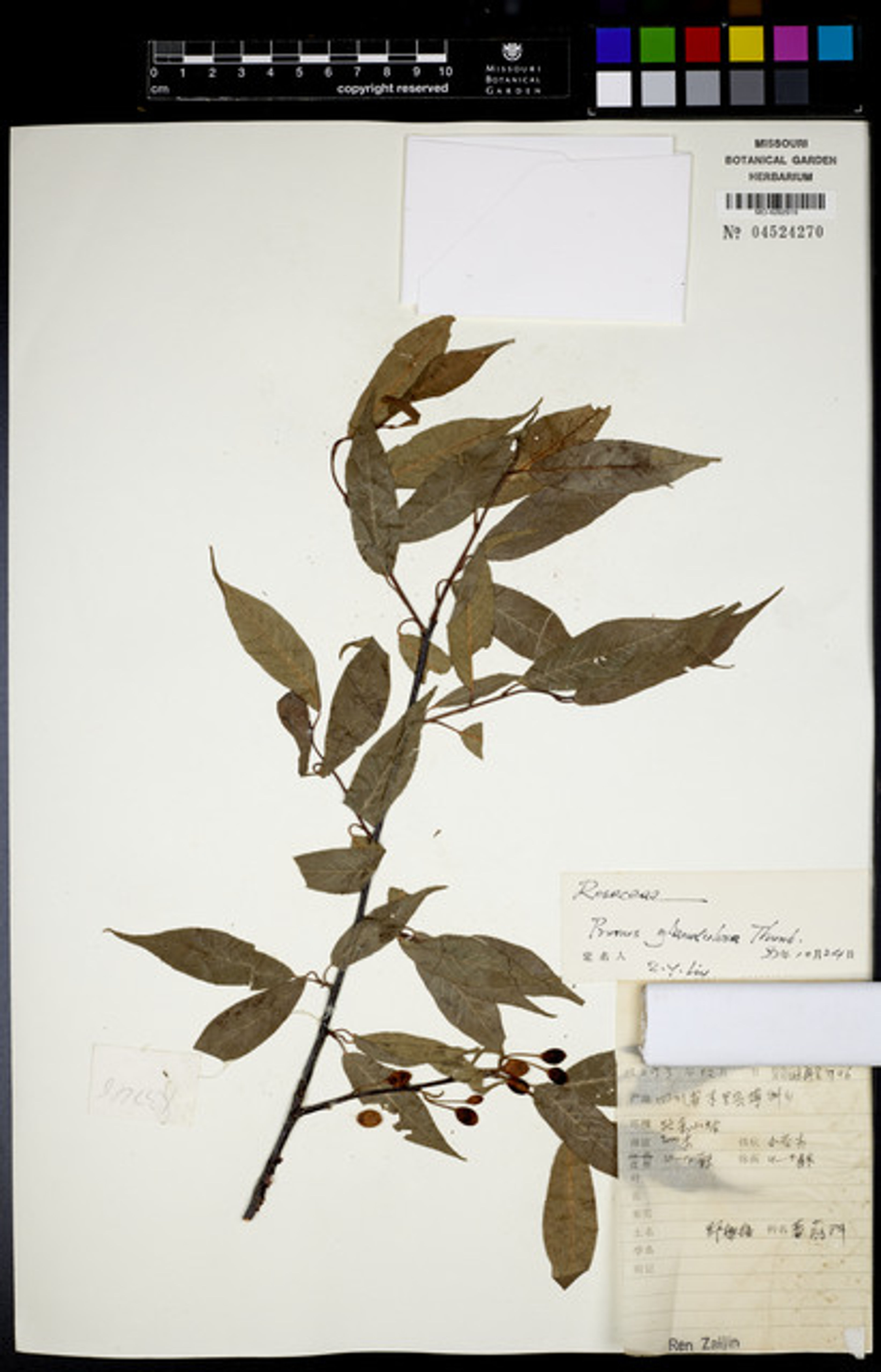 Prunus glandulosa - 49