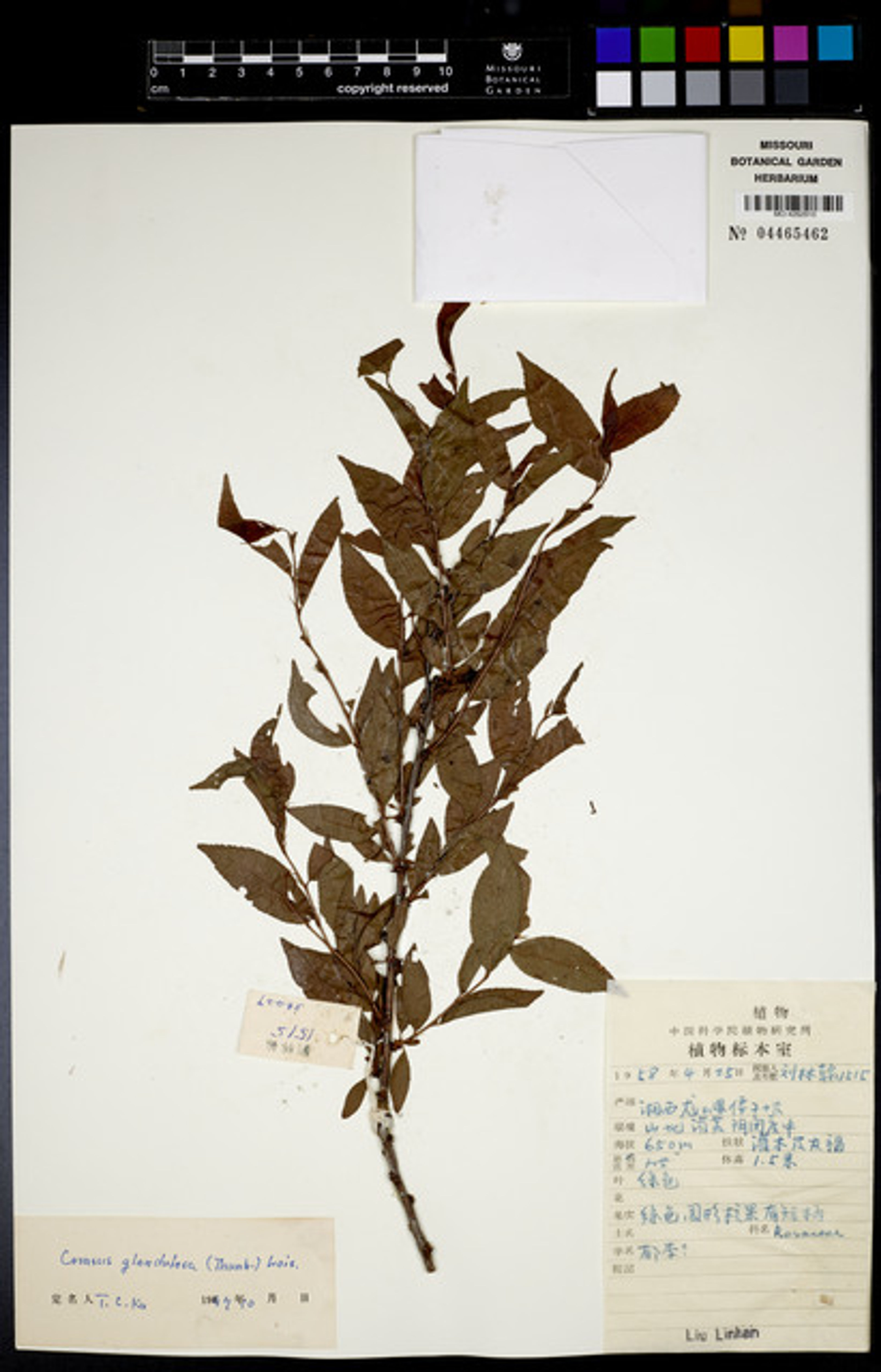 Prunus glandulosa - 69