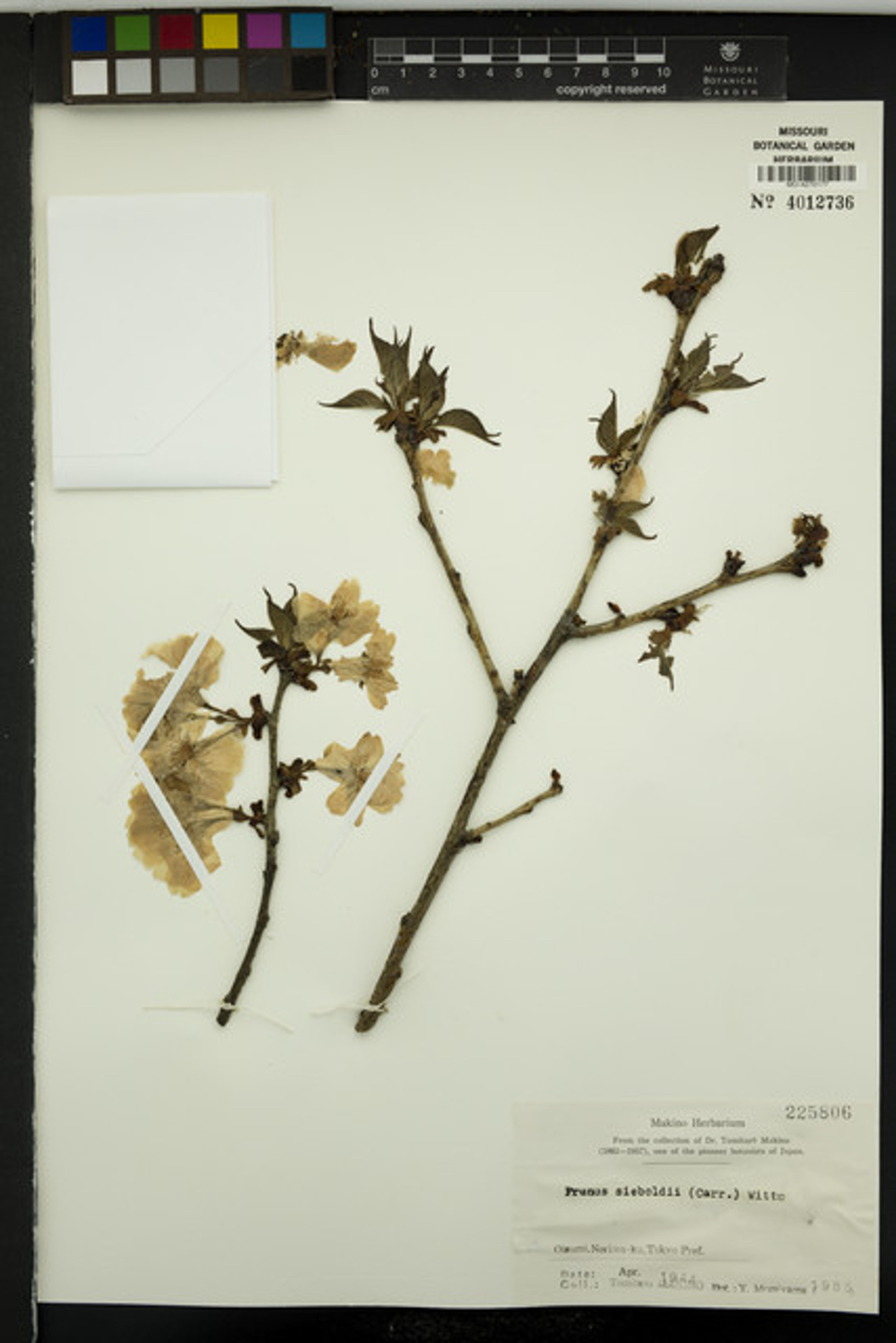 Prunus lannesiana - 26