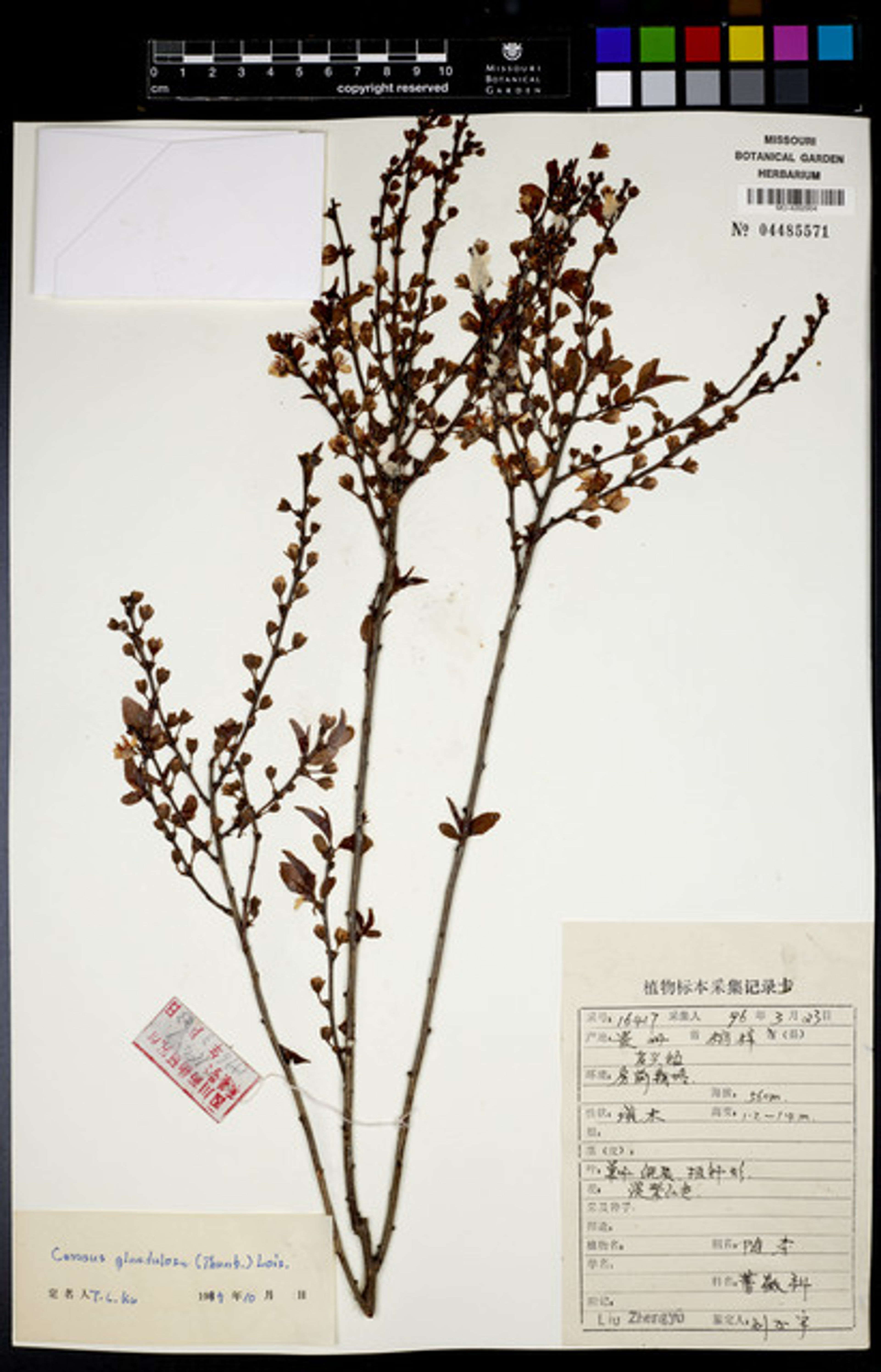 Prunus glandulosa - 31