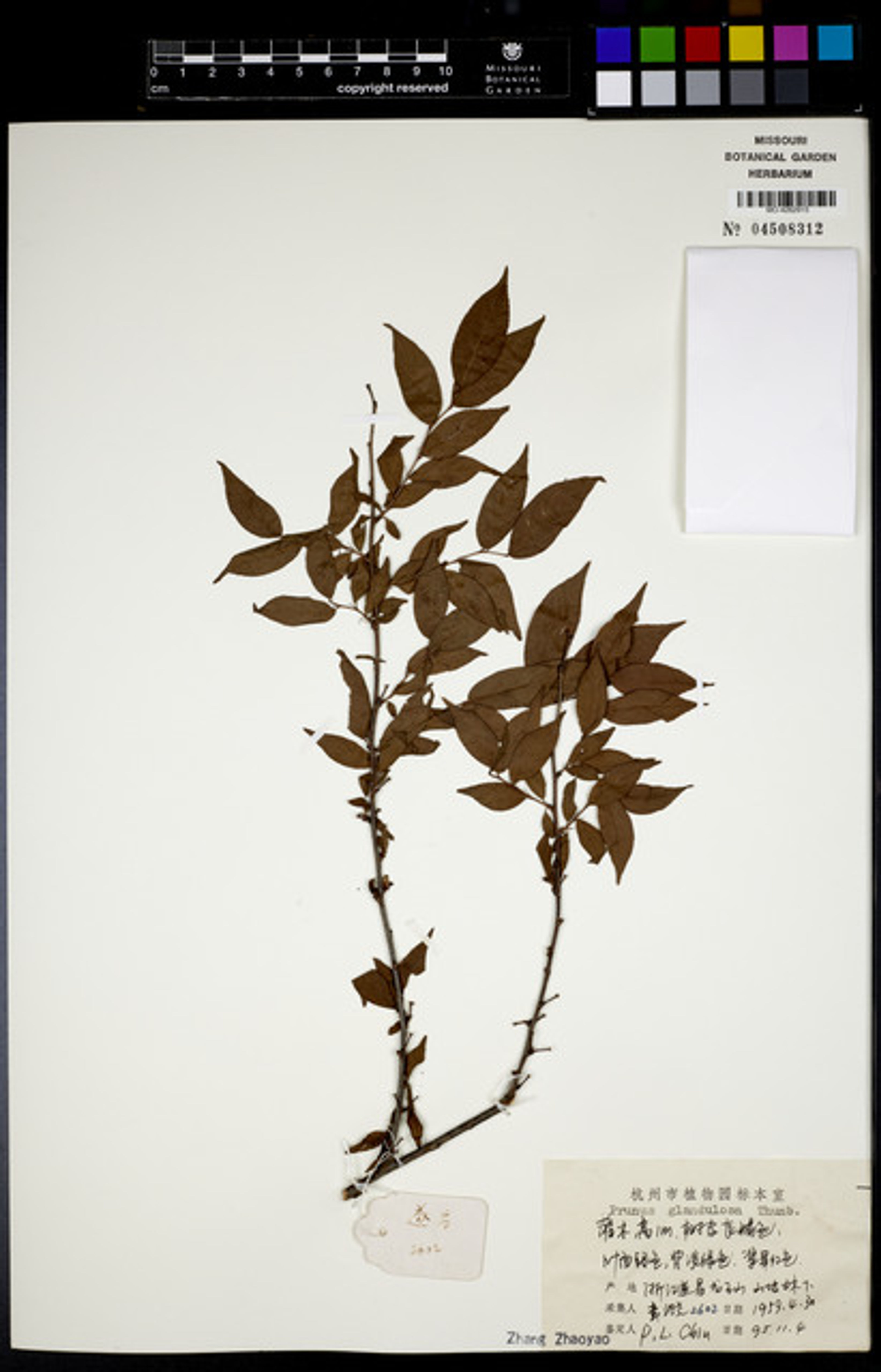 Prunus glandulosa - 43