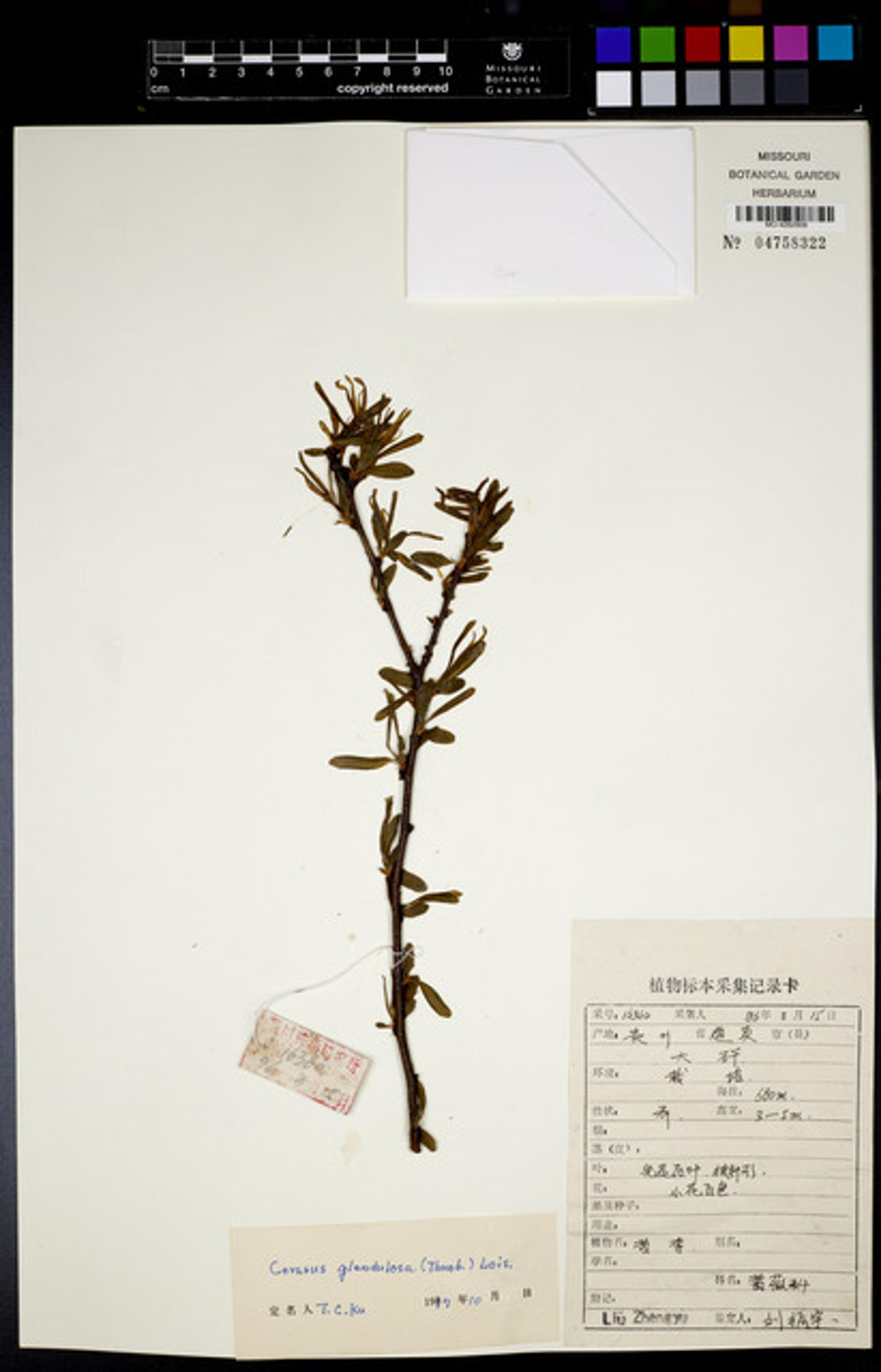 Prunus glandulosa - 1