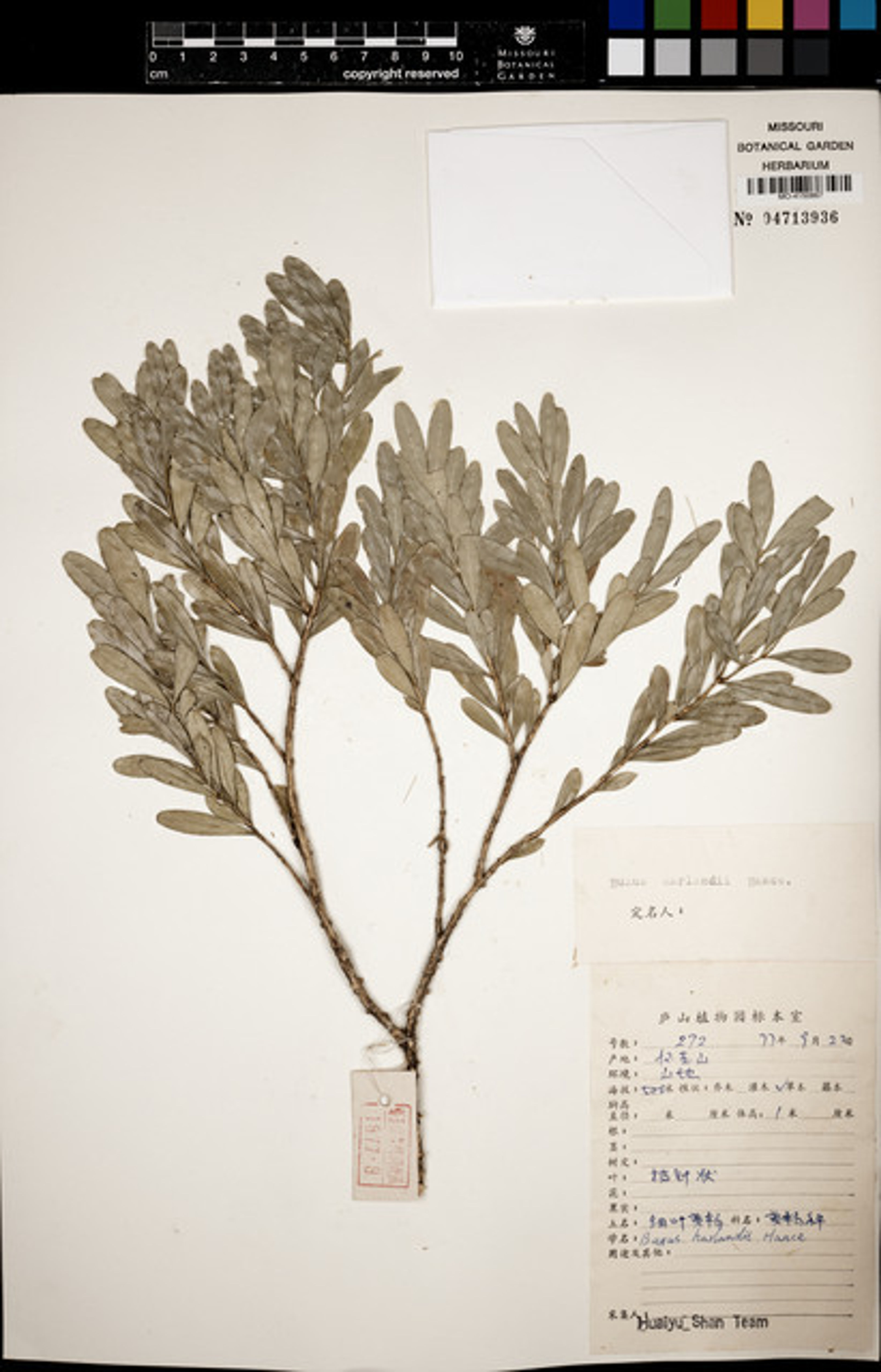 Buxus harlandii - 70