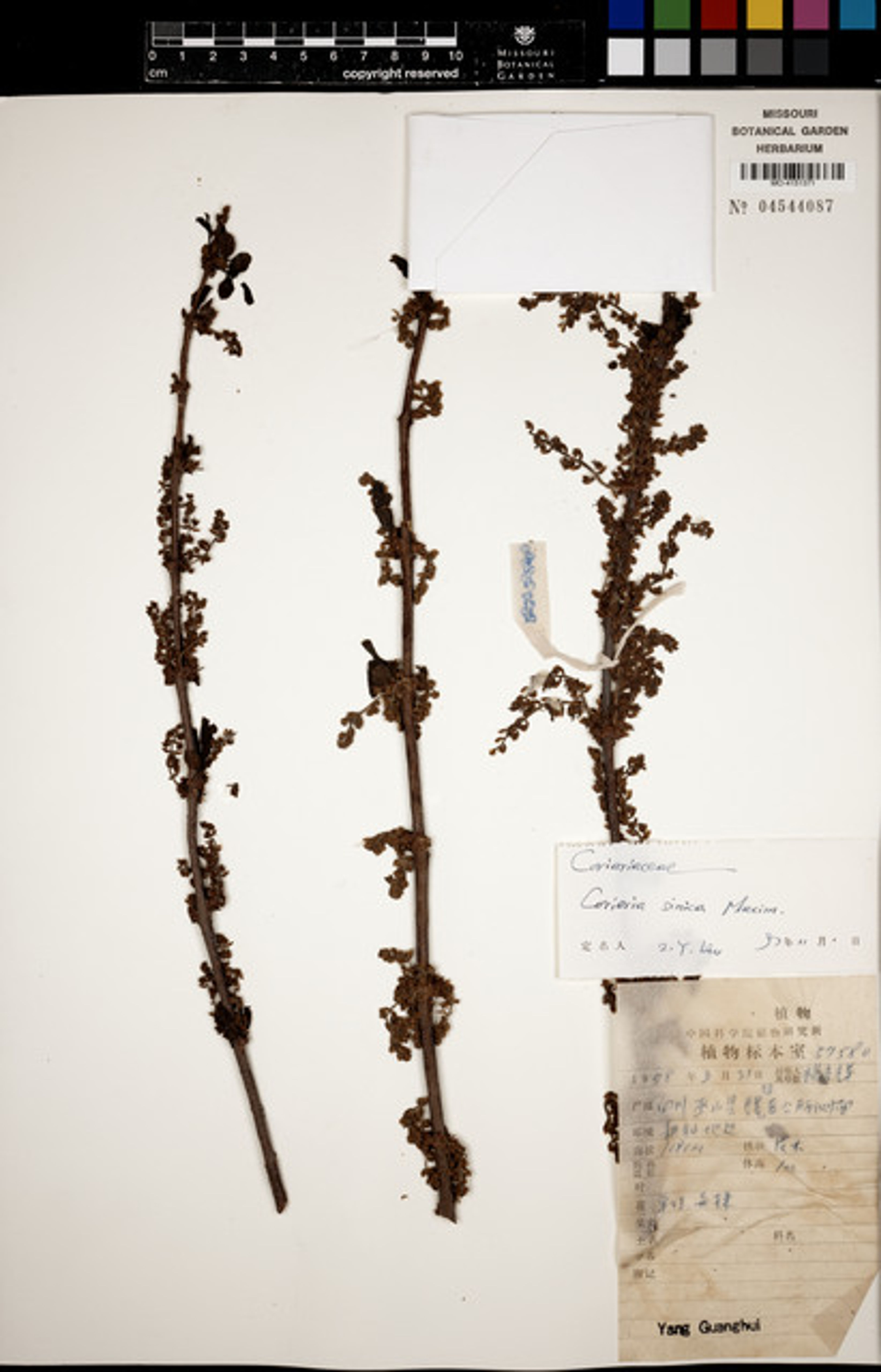 Coriaria sinica - 8