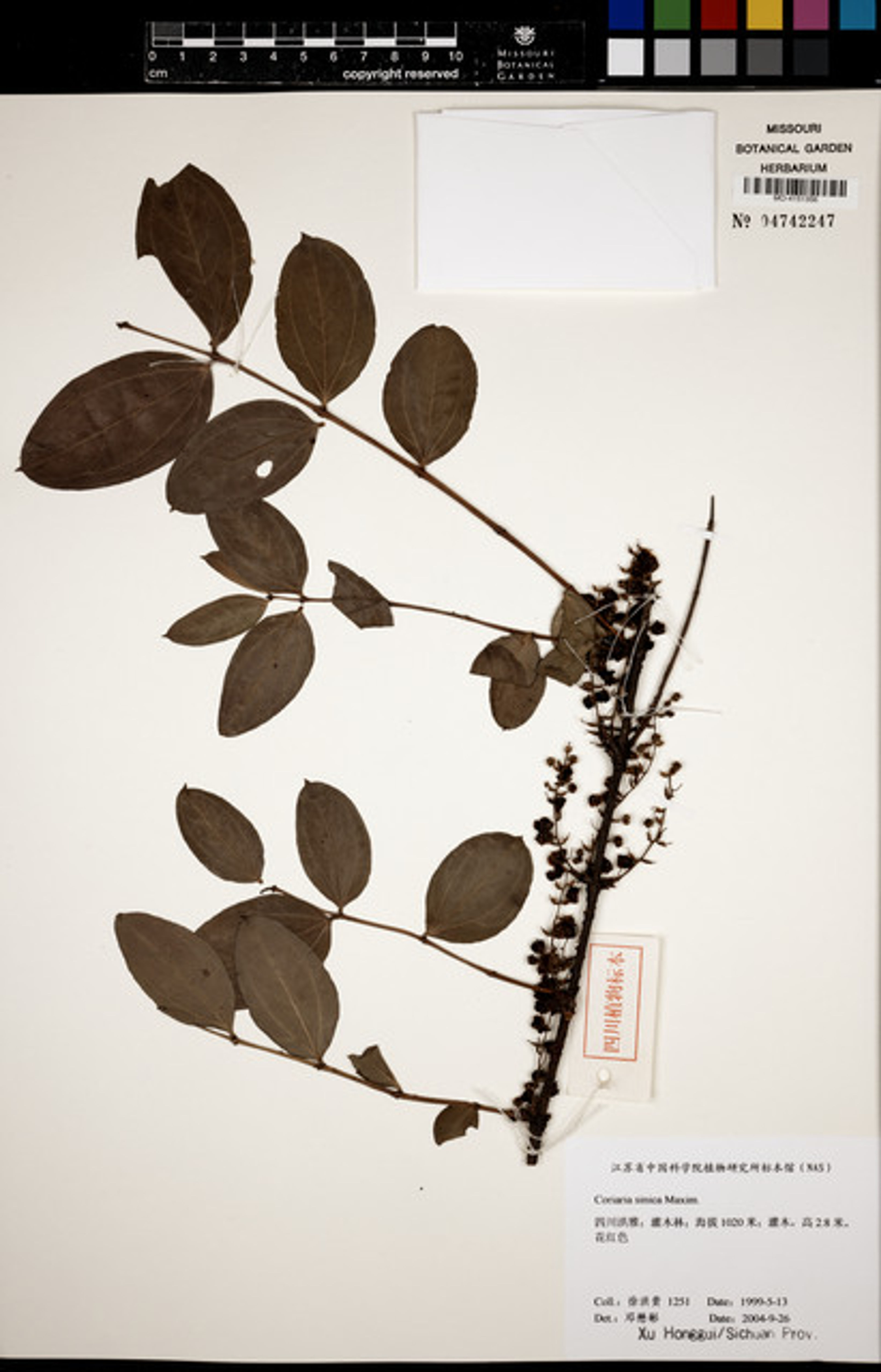 Coriaria sinica - 21