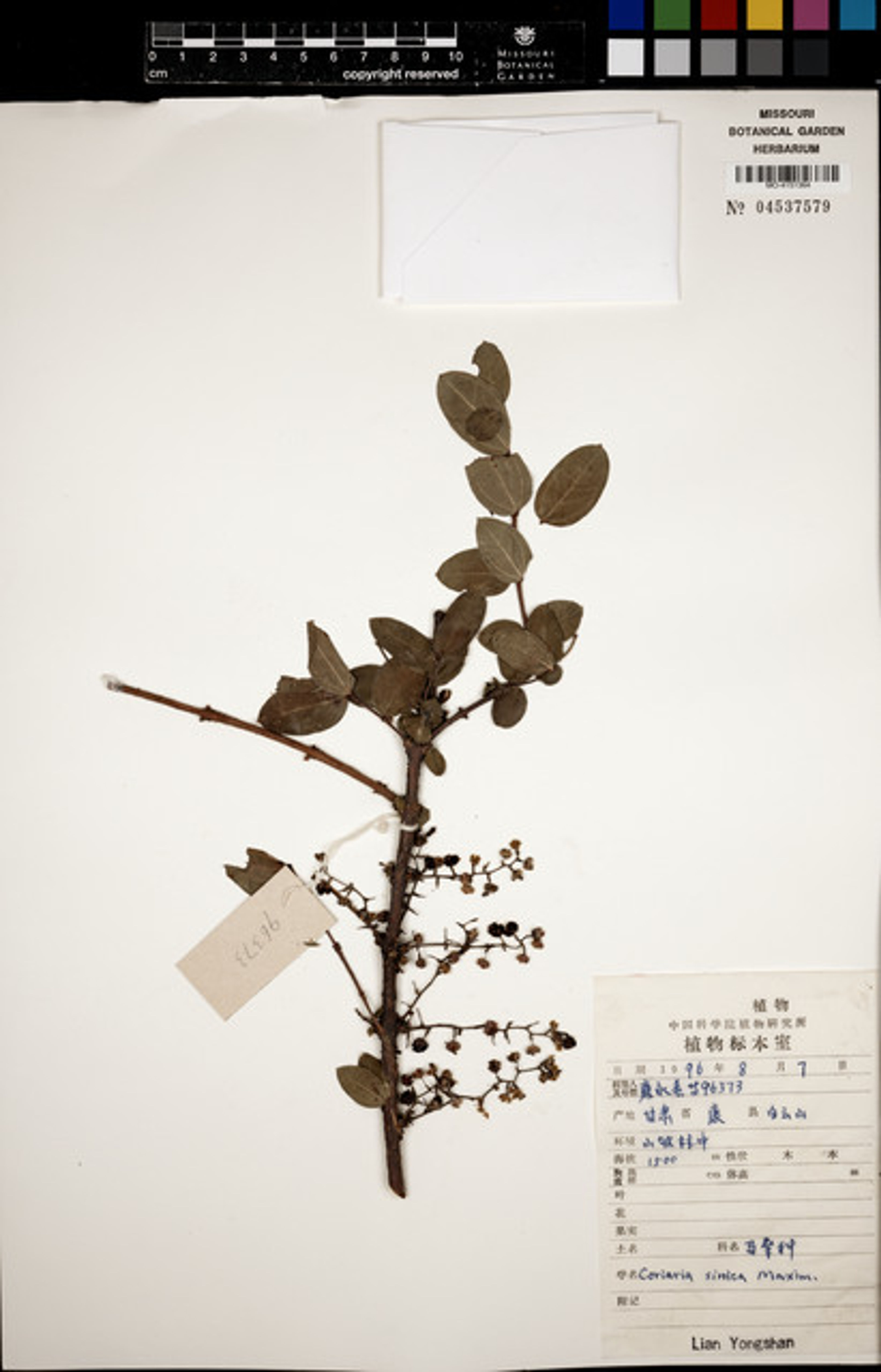 Coriaria sinica - 35