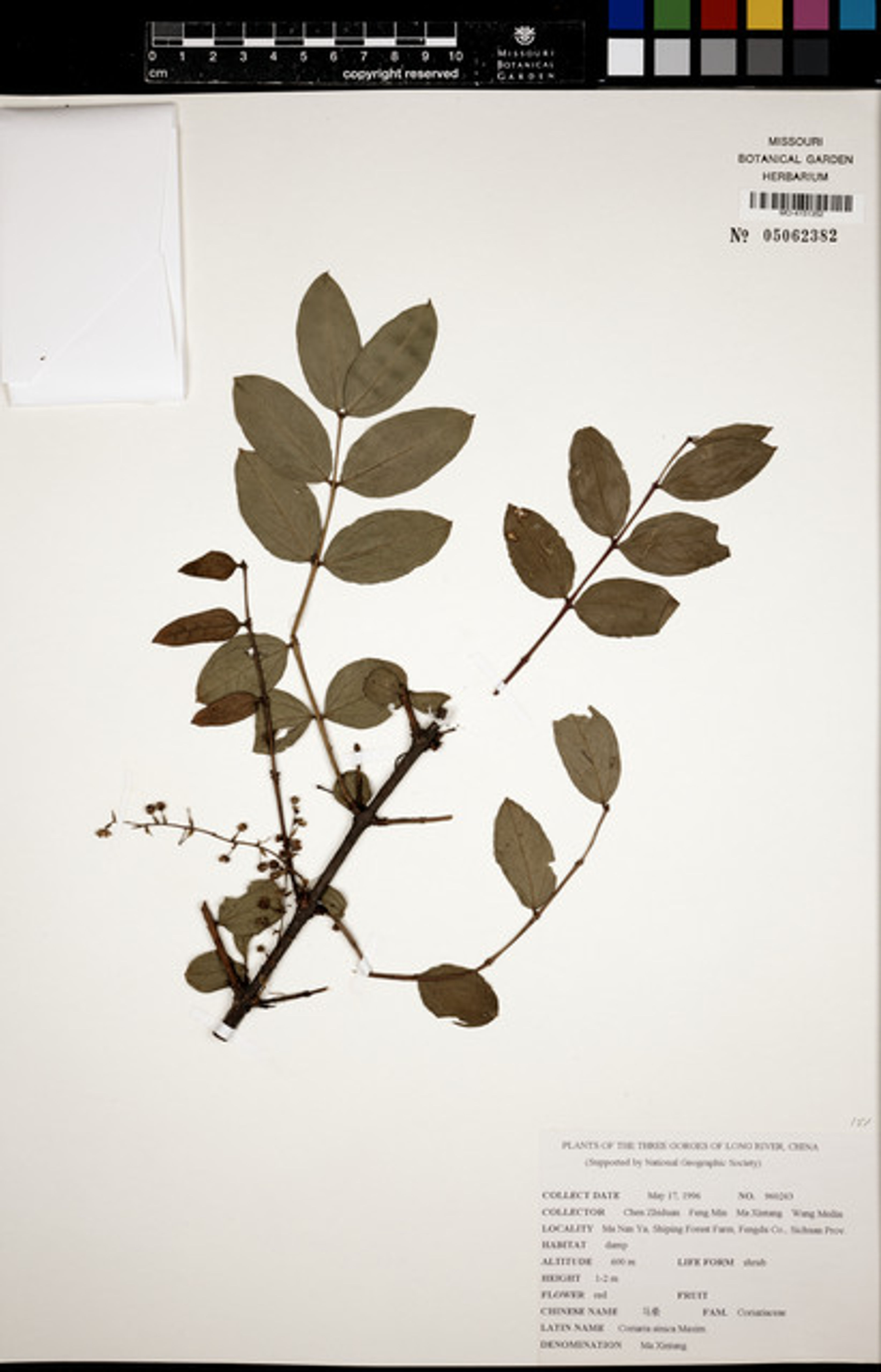 Coriaria sinica - 33