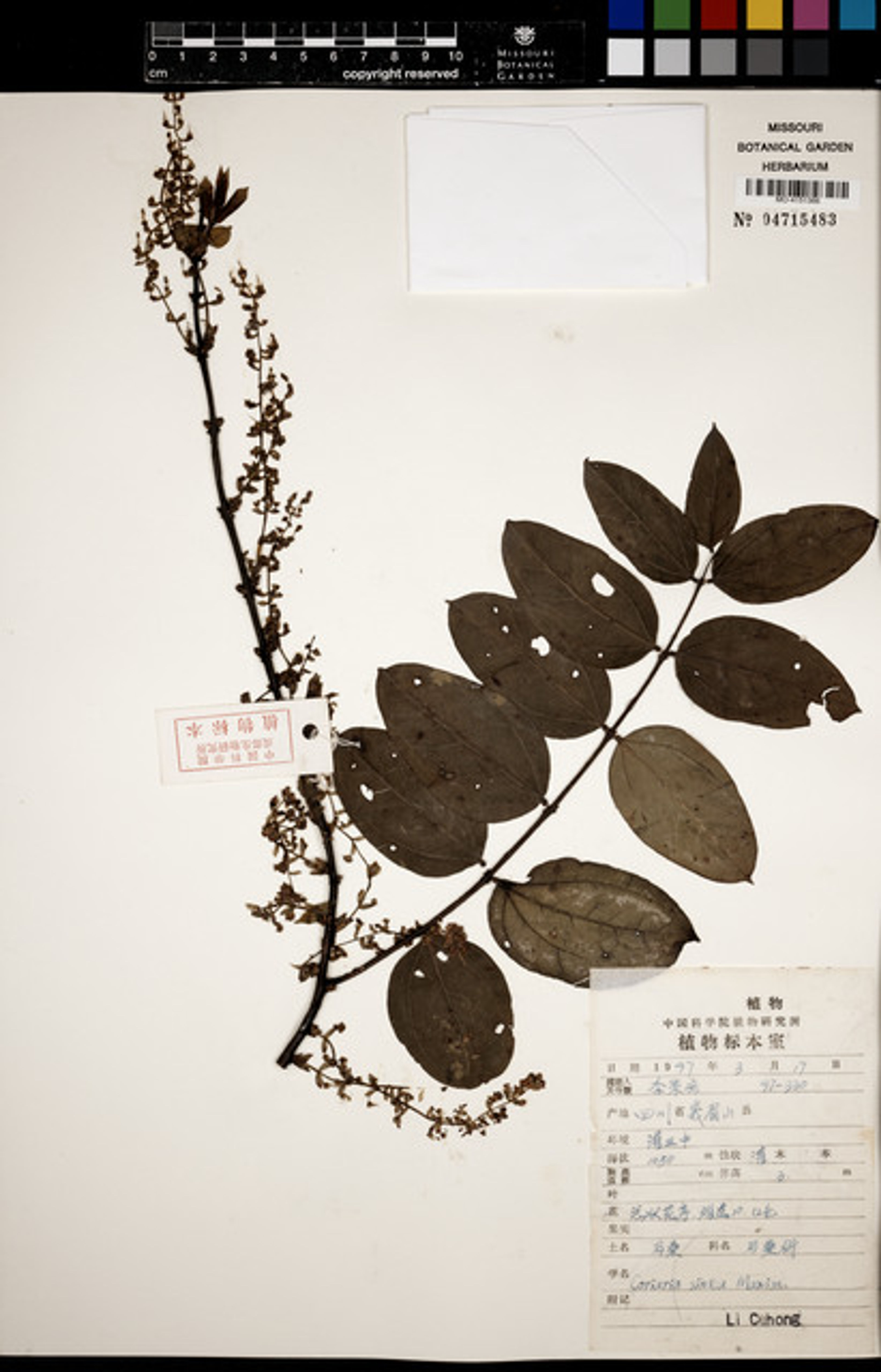 Coriaria sinica - 14
