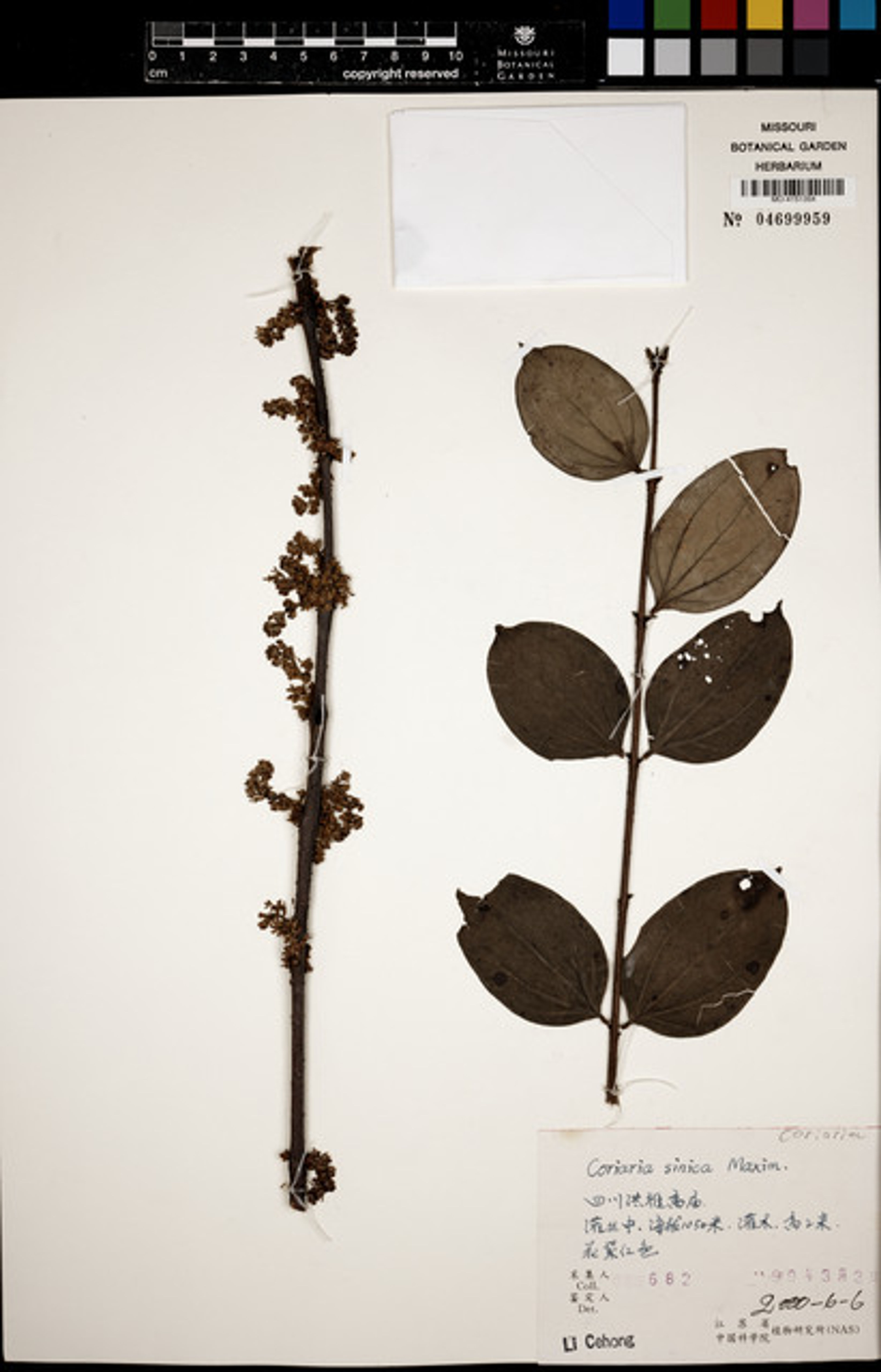 Coriaria sinica - 7
