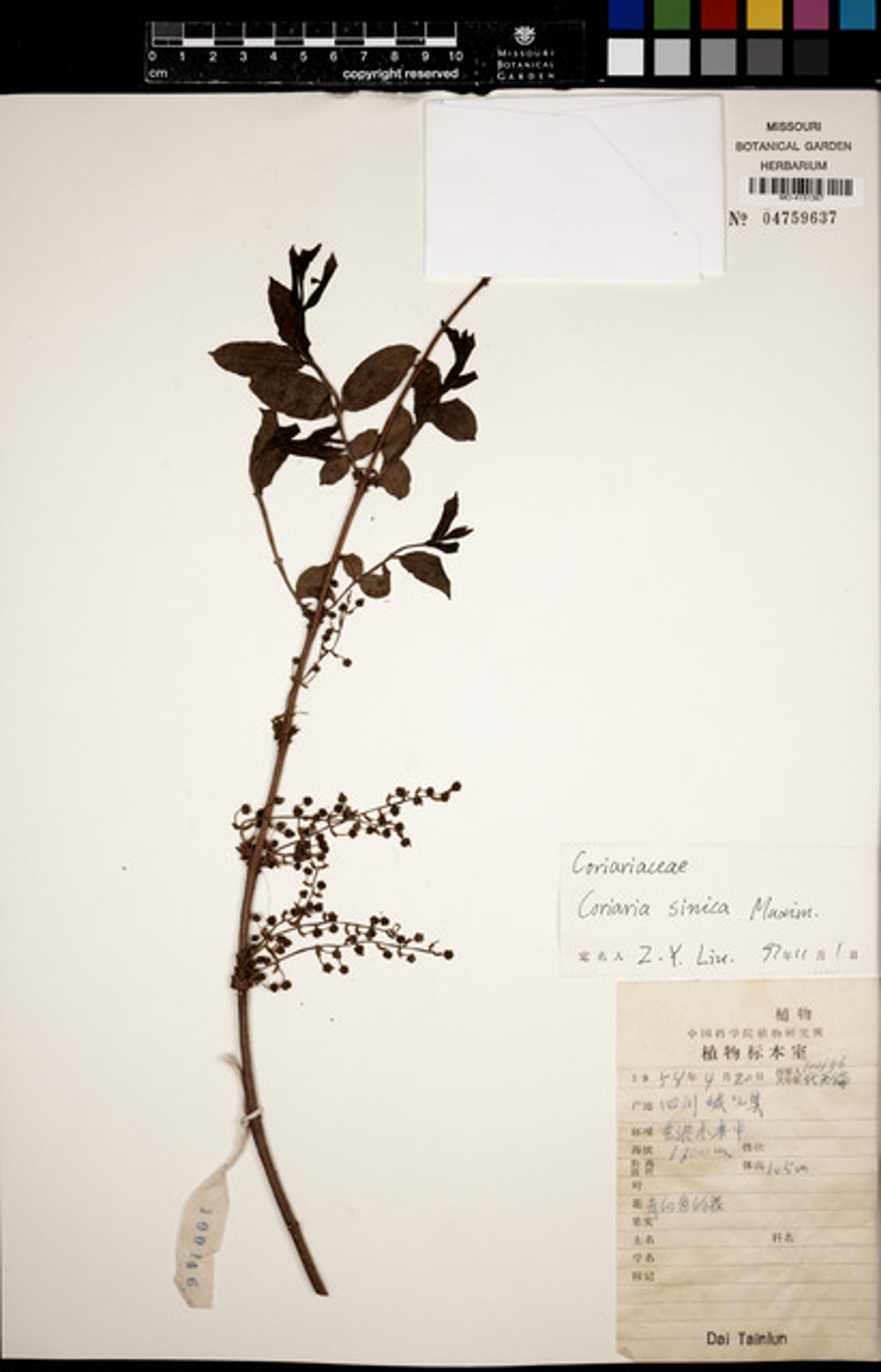 Coriaria sinica - 6